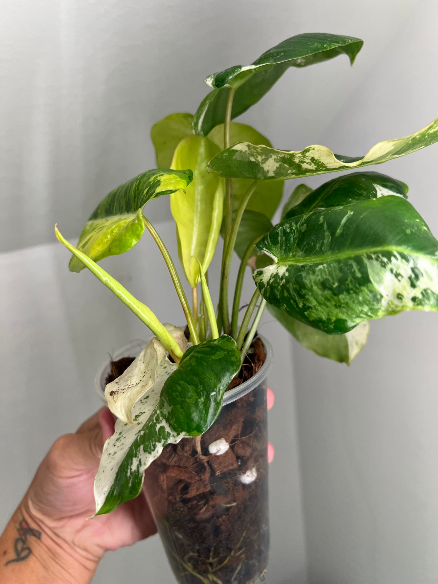 Philodendron Burle Marx Snow White B