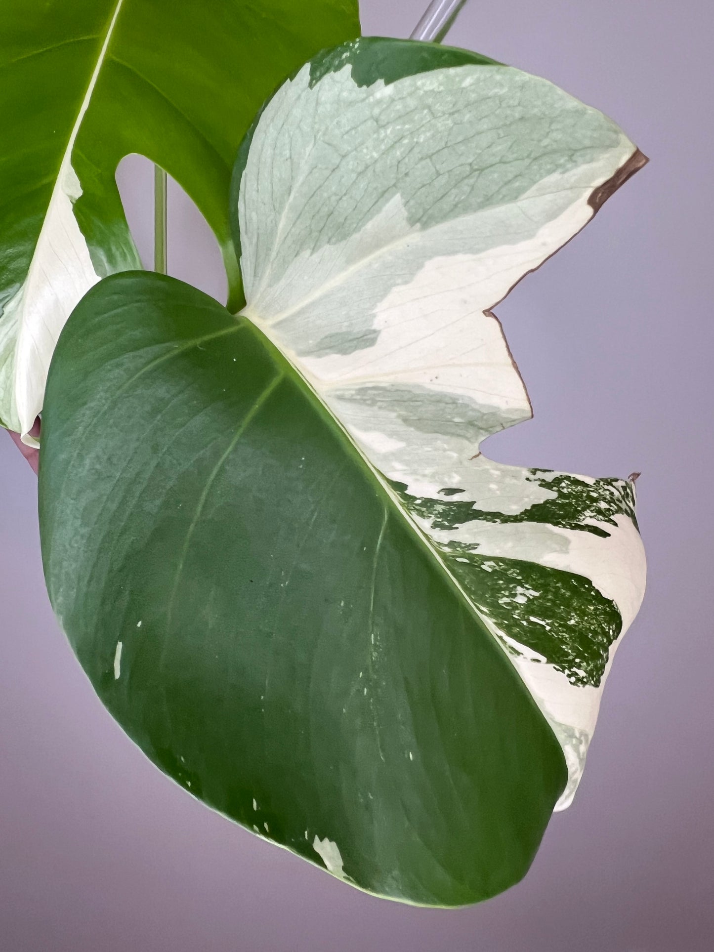 Monstera Borsigiana Albo