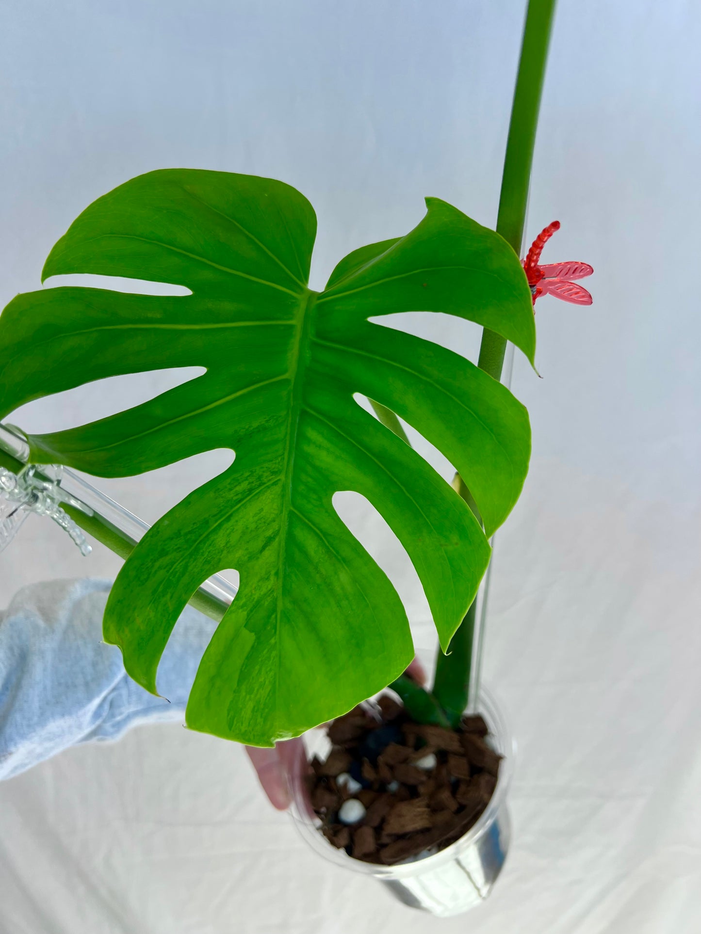 Monstera Lemon Lime - Large Form