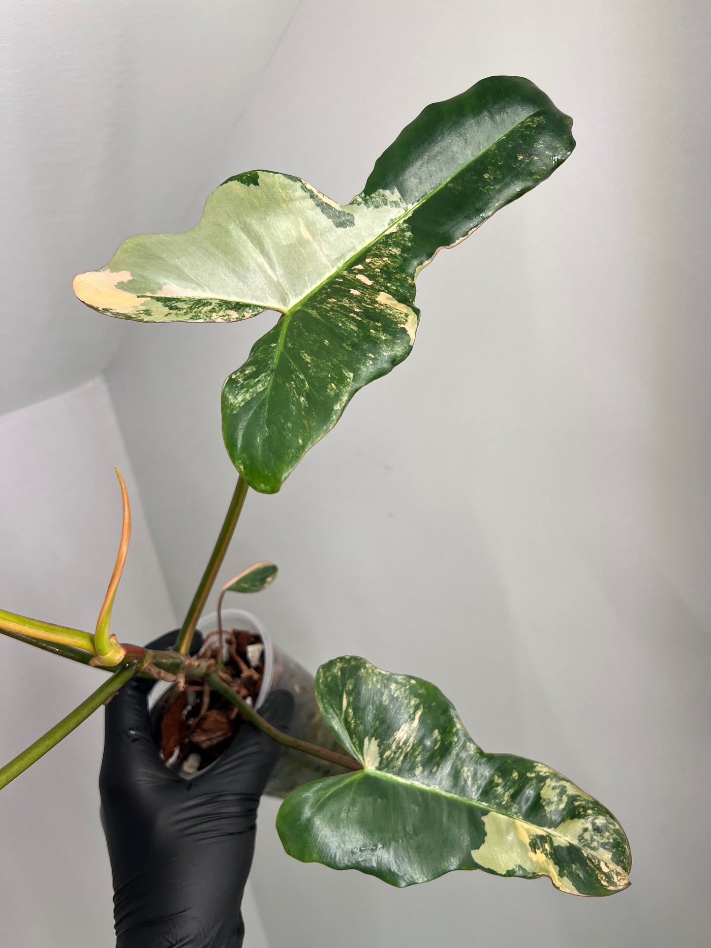 Philodendron Brown Beauty Variegated