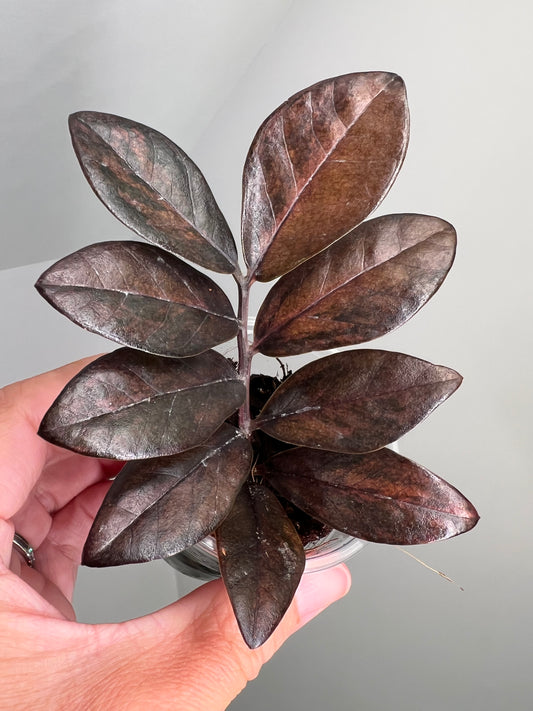 Zamioculcas Zamiifolia Pink