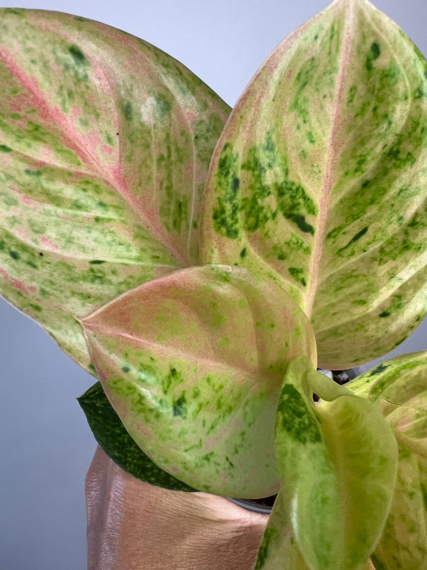 Aglaonema Pink Emerald