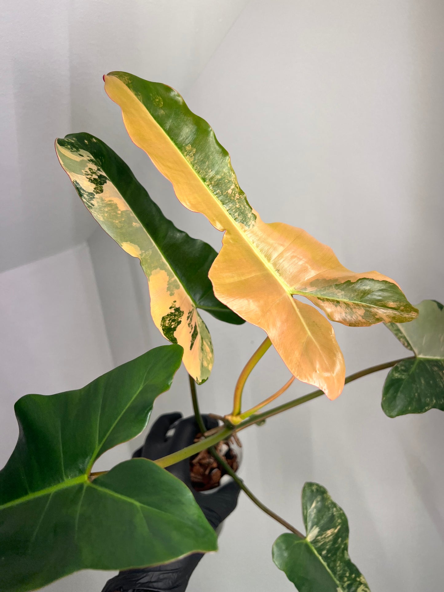 Philodendron Brown Beauty Variegated