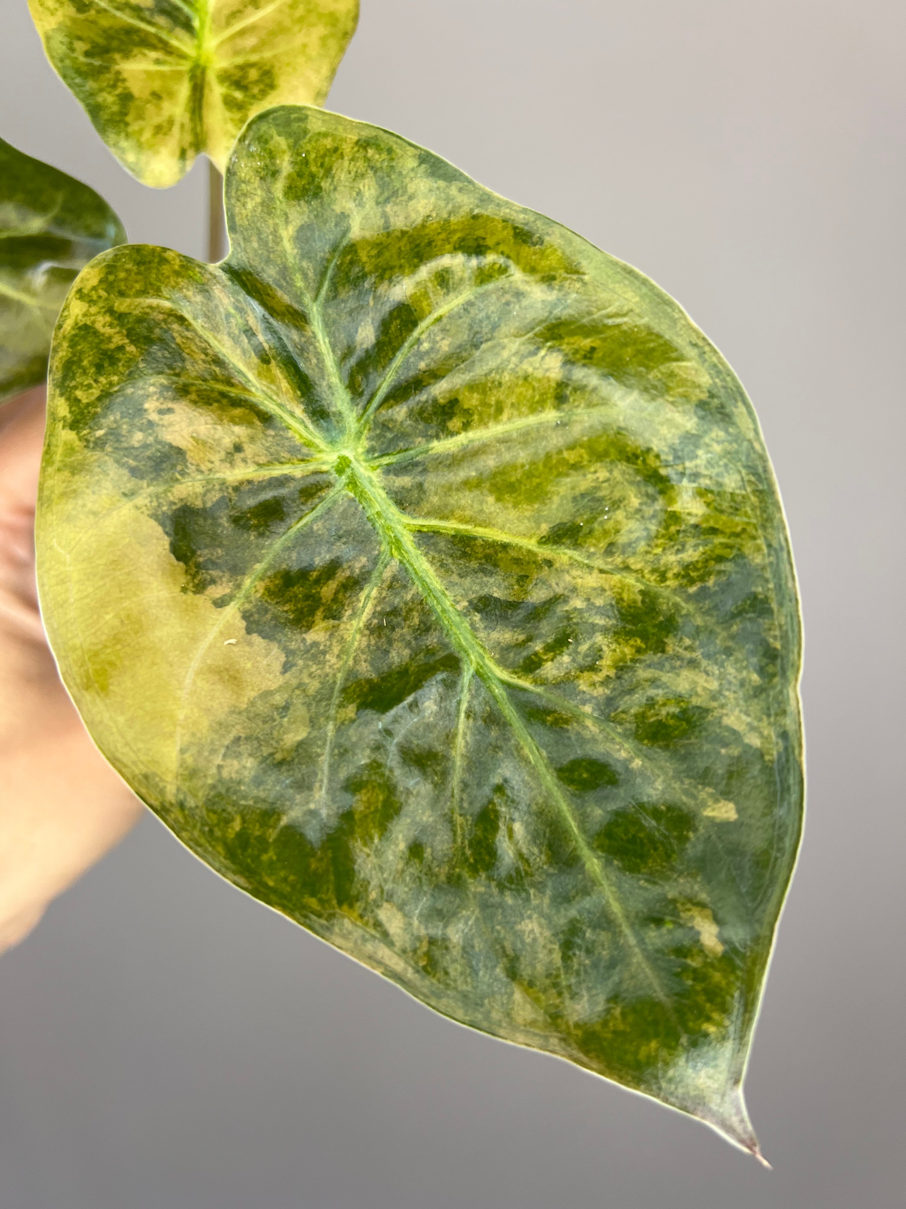 90s ハワイメイド レア RAINBOW S.CLARK 9’0 スタビ Alocasia Wentii Sunset - Stunning Tropical Statement Plant