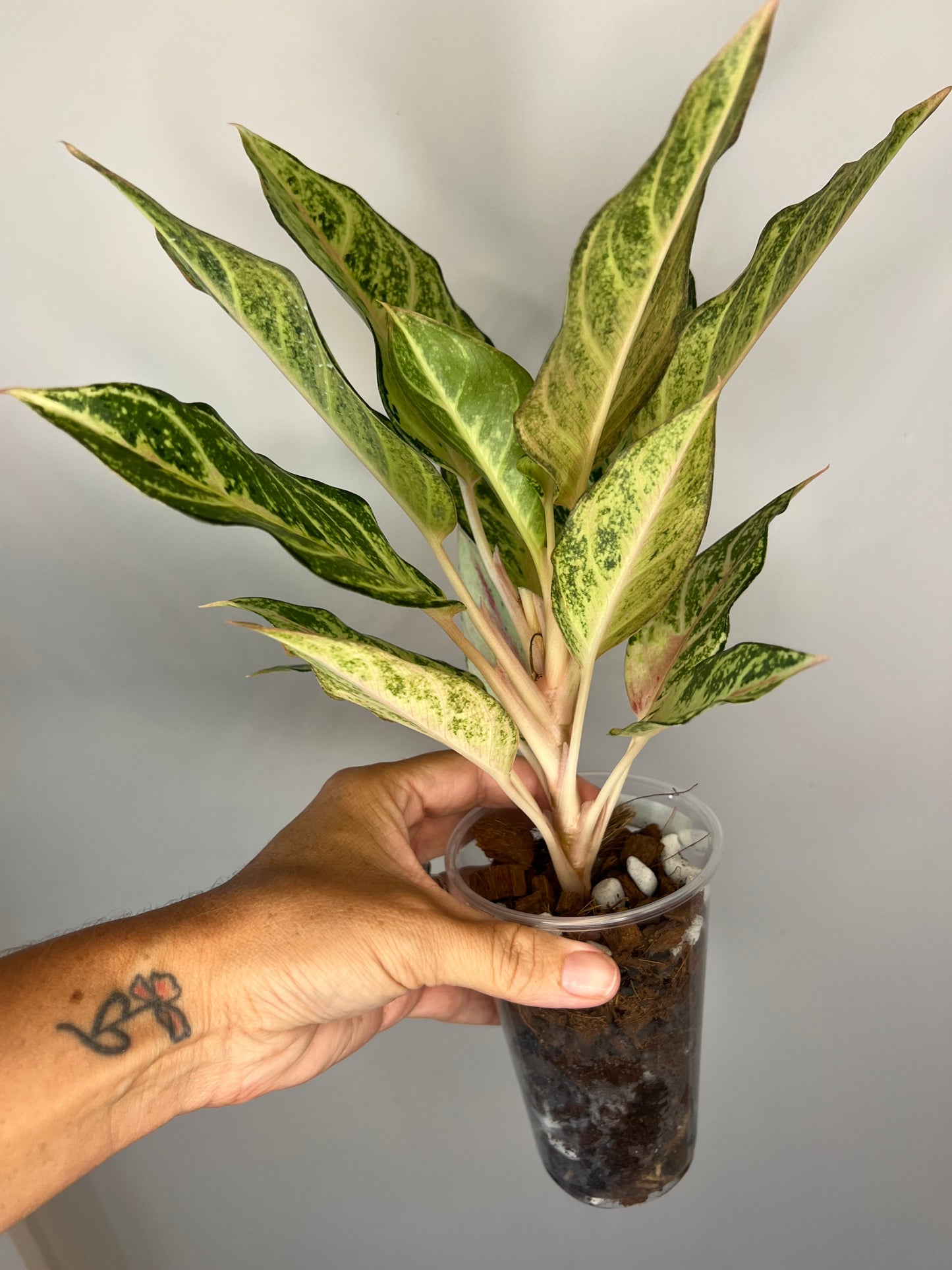 Aglaonema Lucky