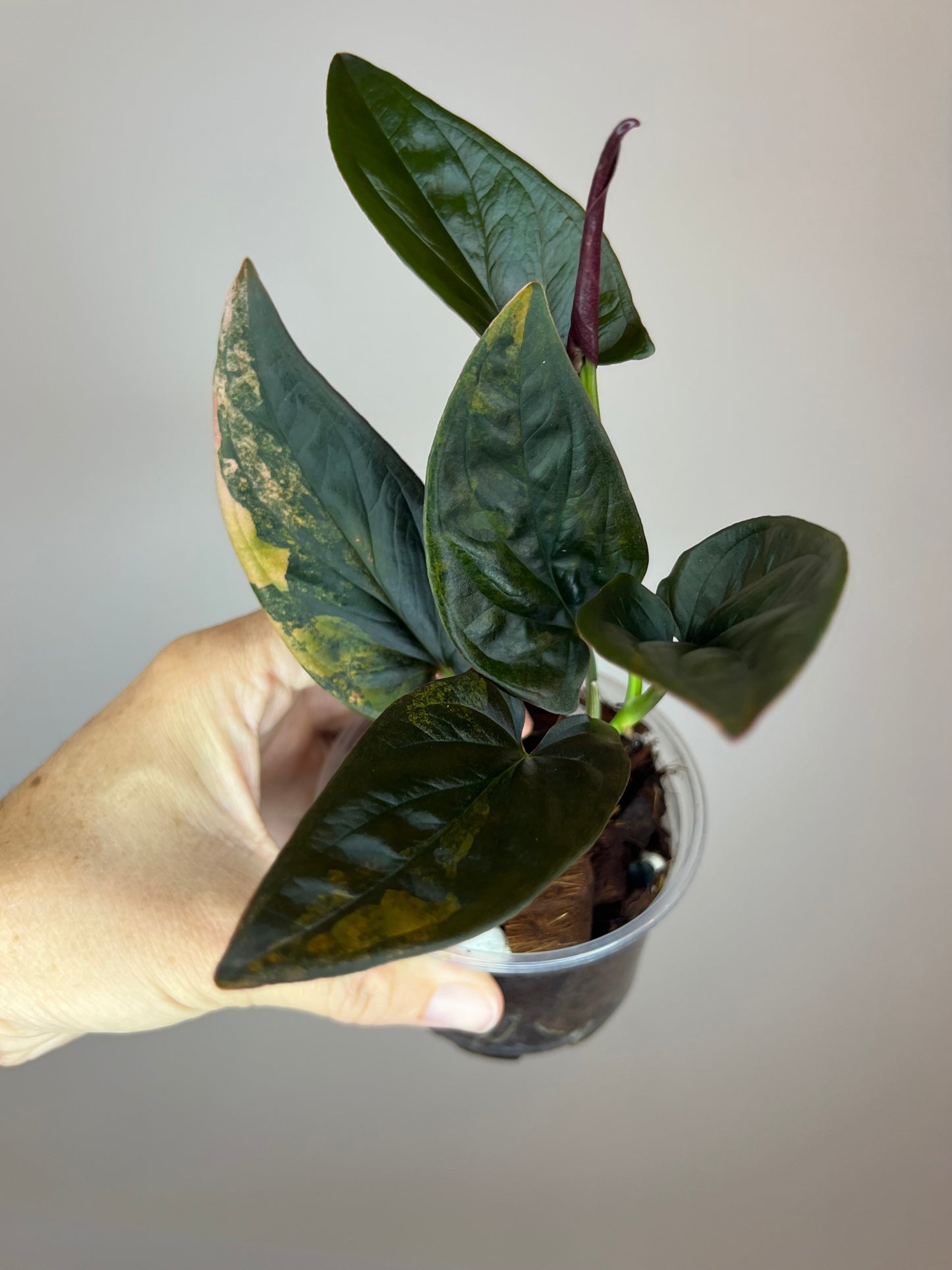 Syngonium Llano Carti Variegated