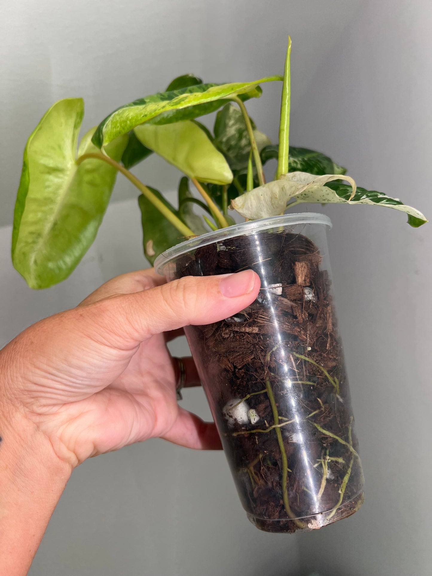 Philodendron Burle Marx Snow White B