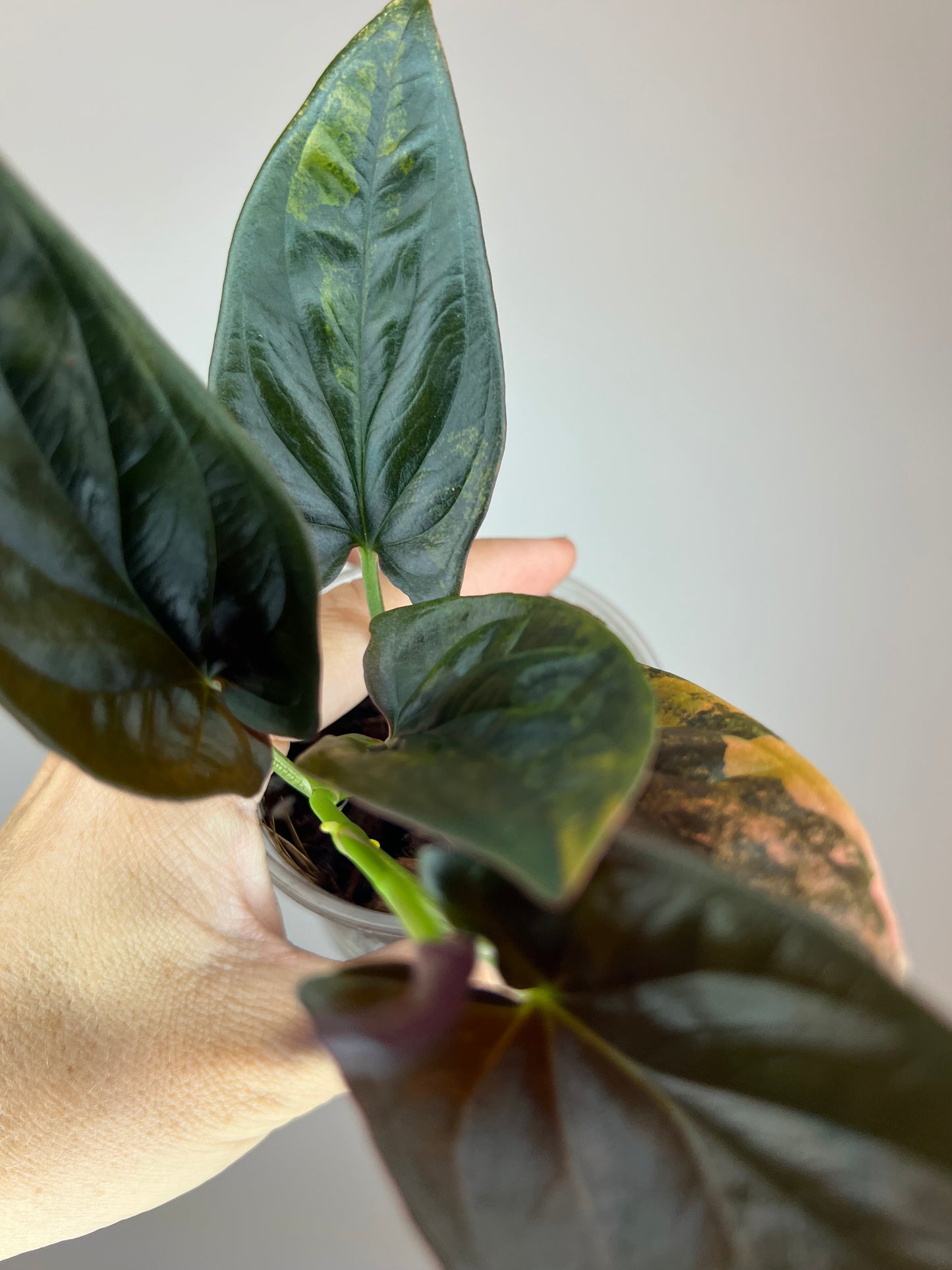 Syngonium Llano Carti Variegated