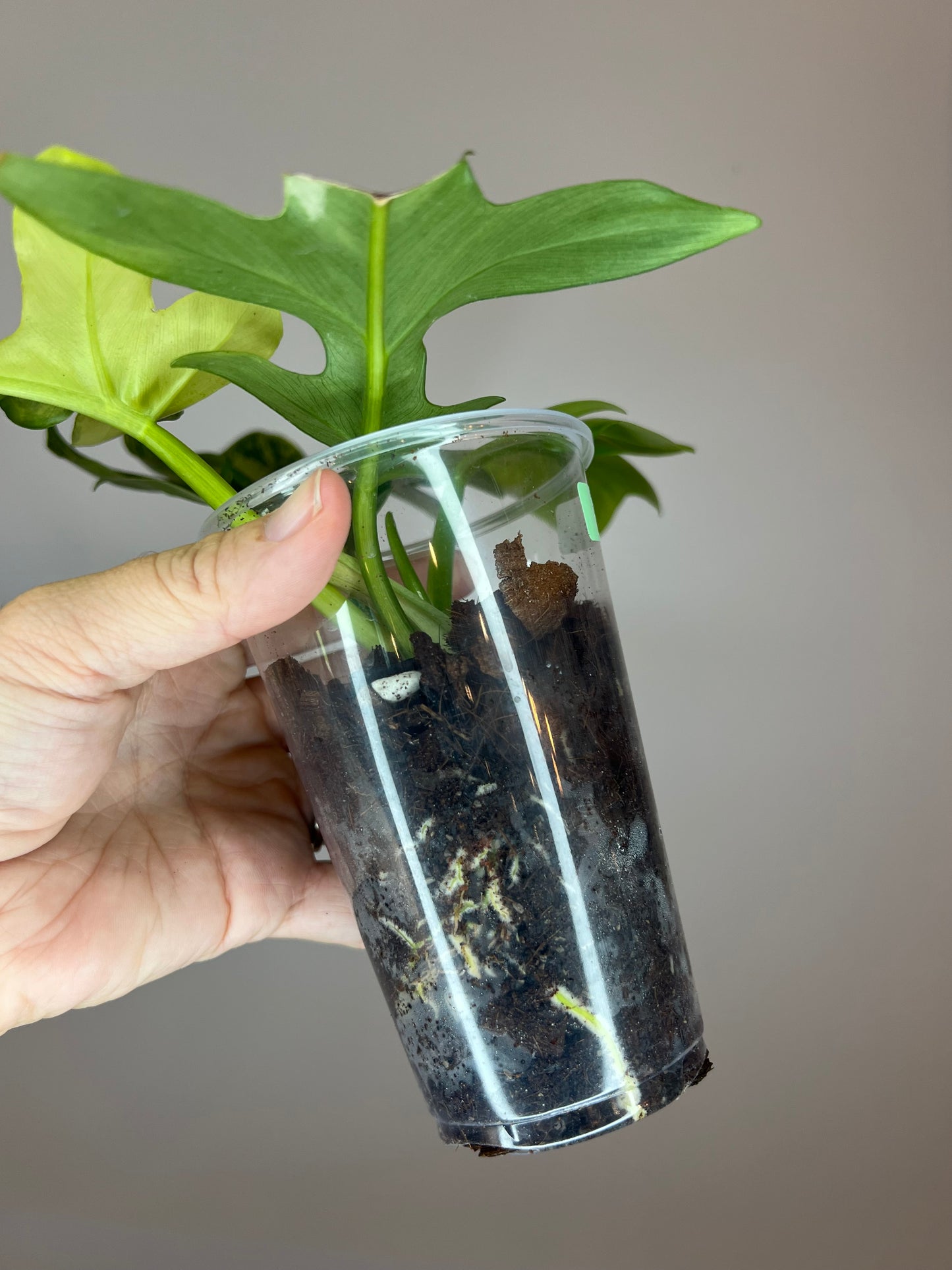 Philodendron Distantilobum Variegated