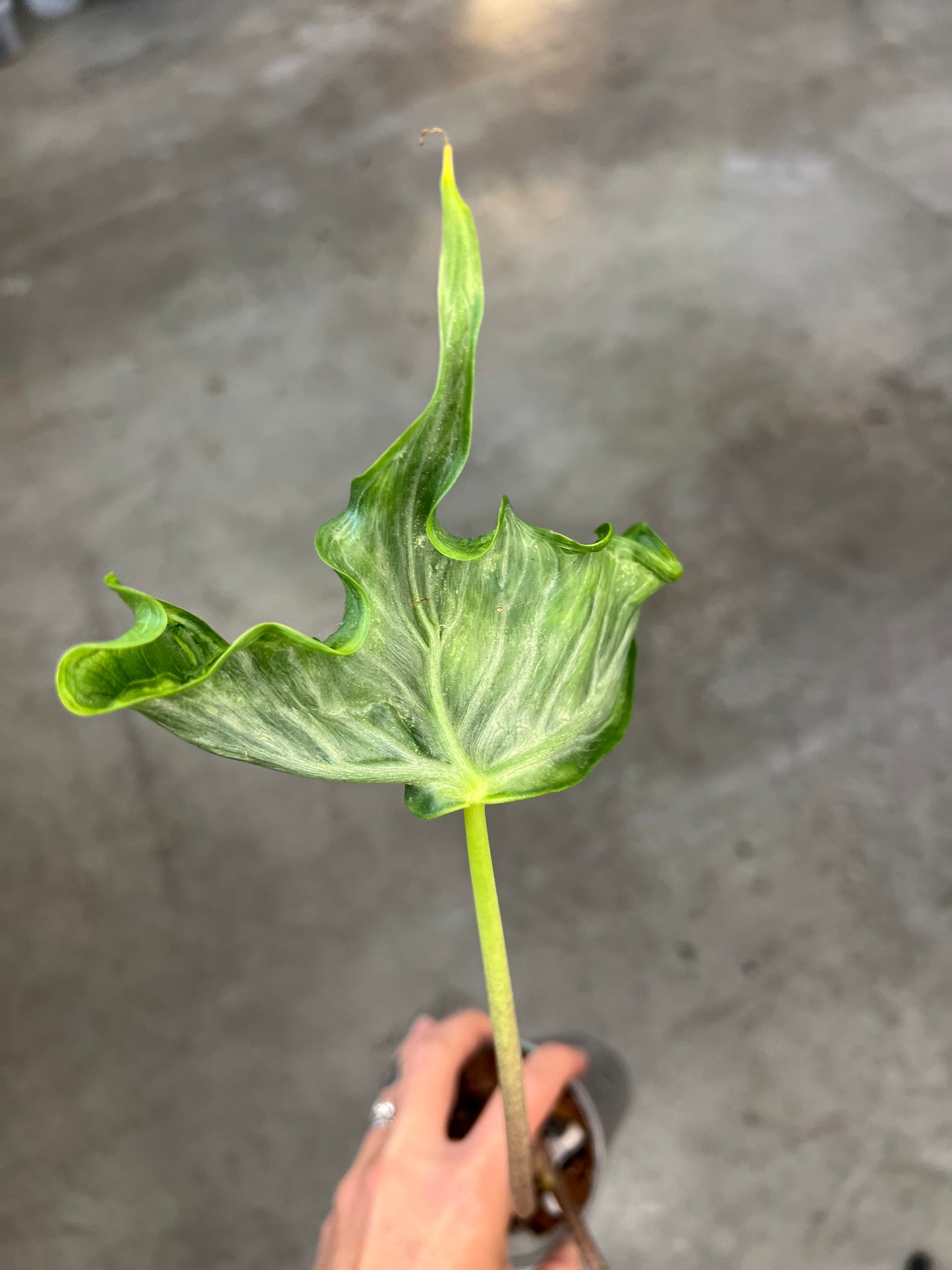 Alocasia Holy Grail Corms
