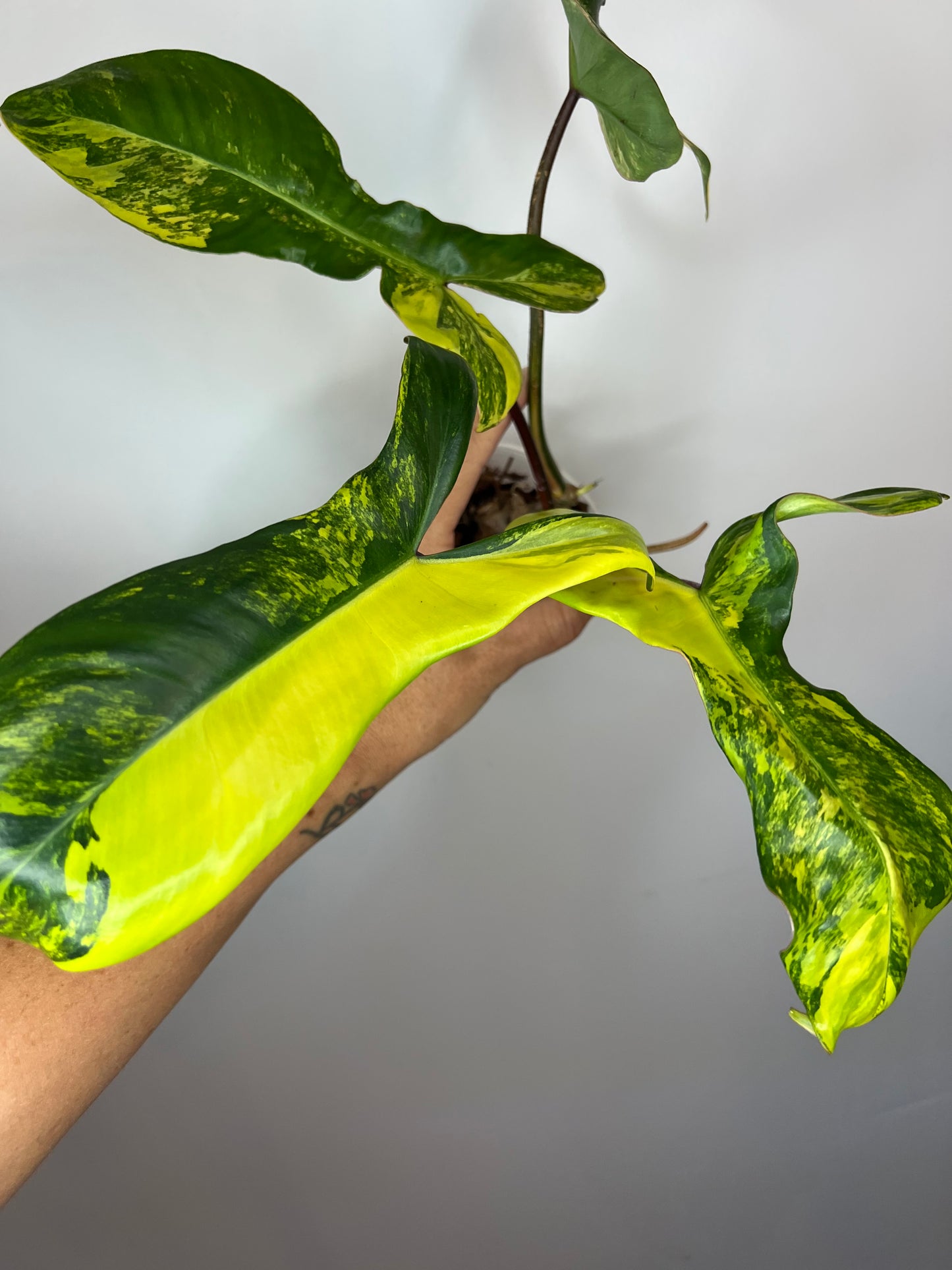 Philodendron Aquarius