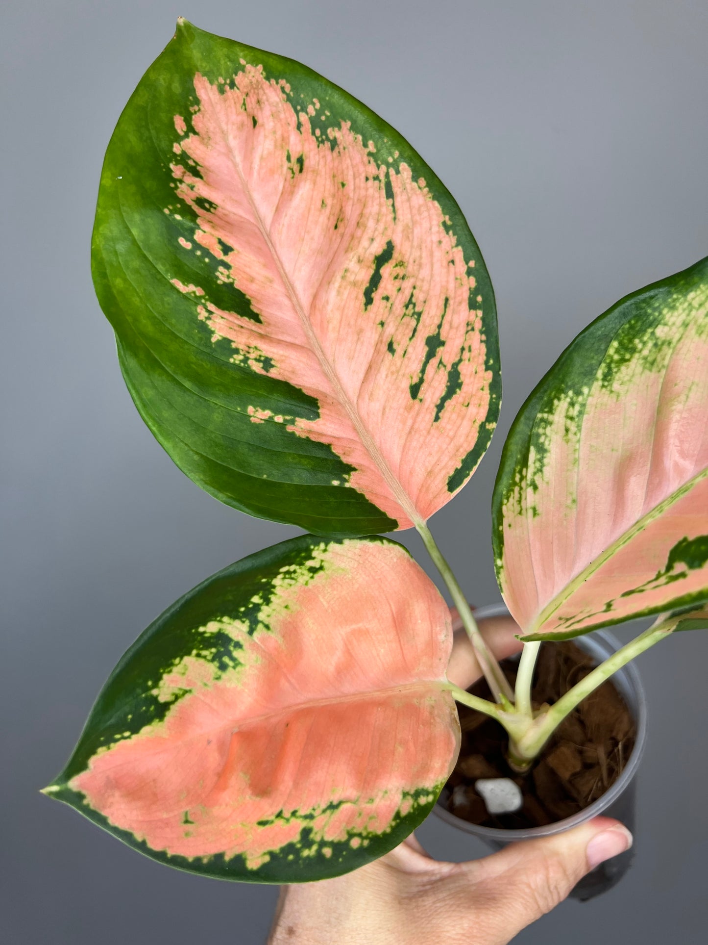 Aglaonema Orange Suksom 🍊