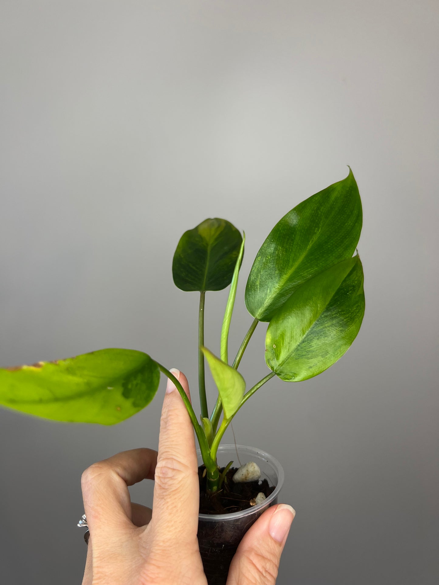 Philodendron Avocado Shake