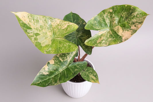 Alocasia Flamingo x Calidora x Hongkongensis x Black Velvet CORM