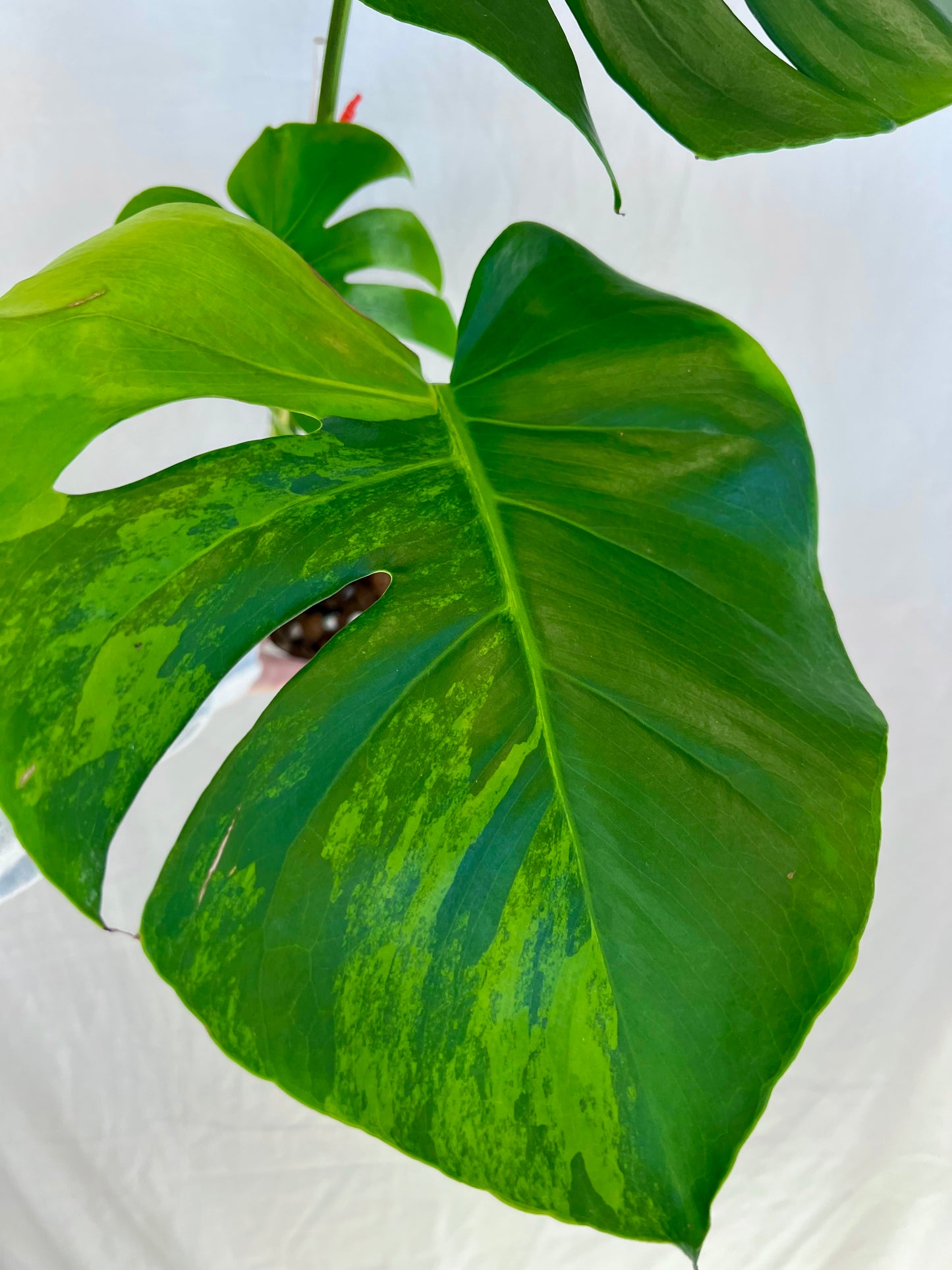 Monstera Lemon Lime - Large Form