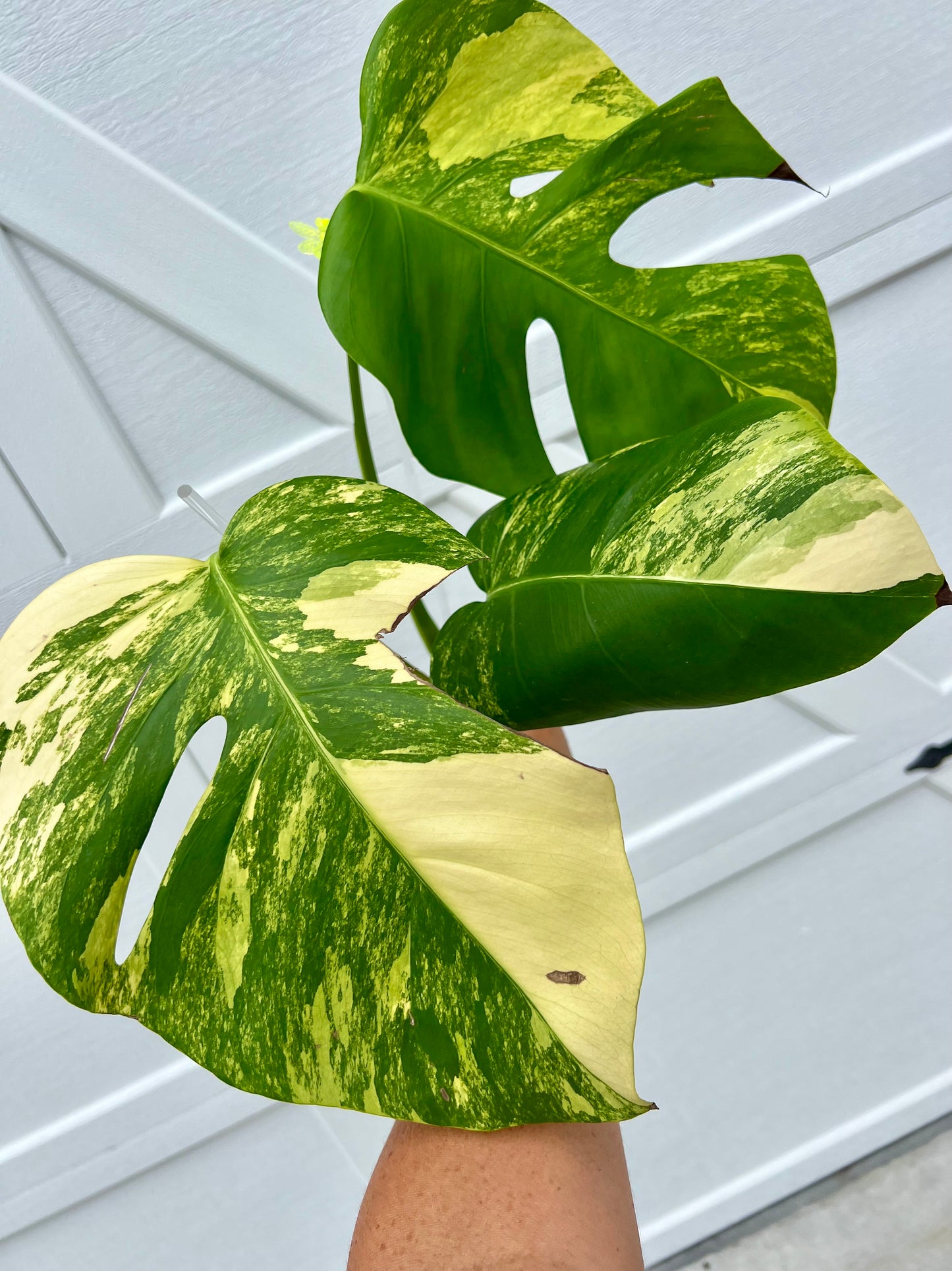 Monstera Borsigiana Aurea