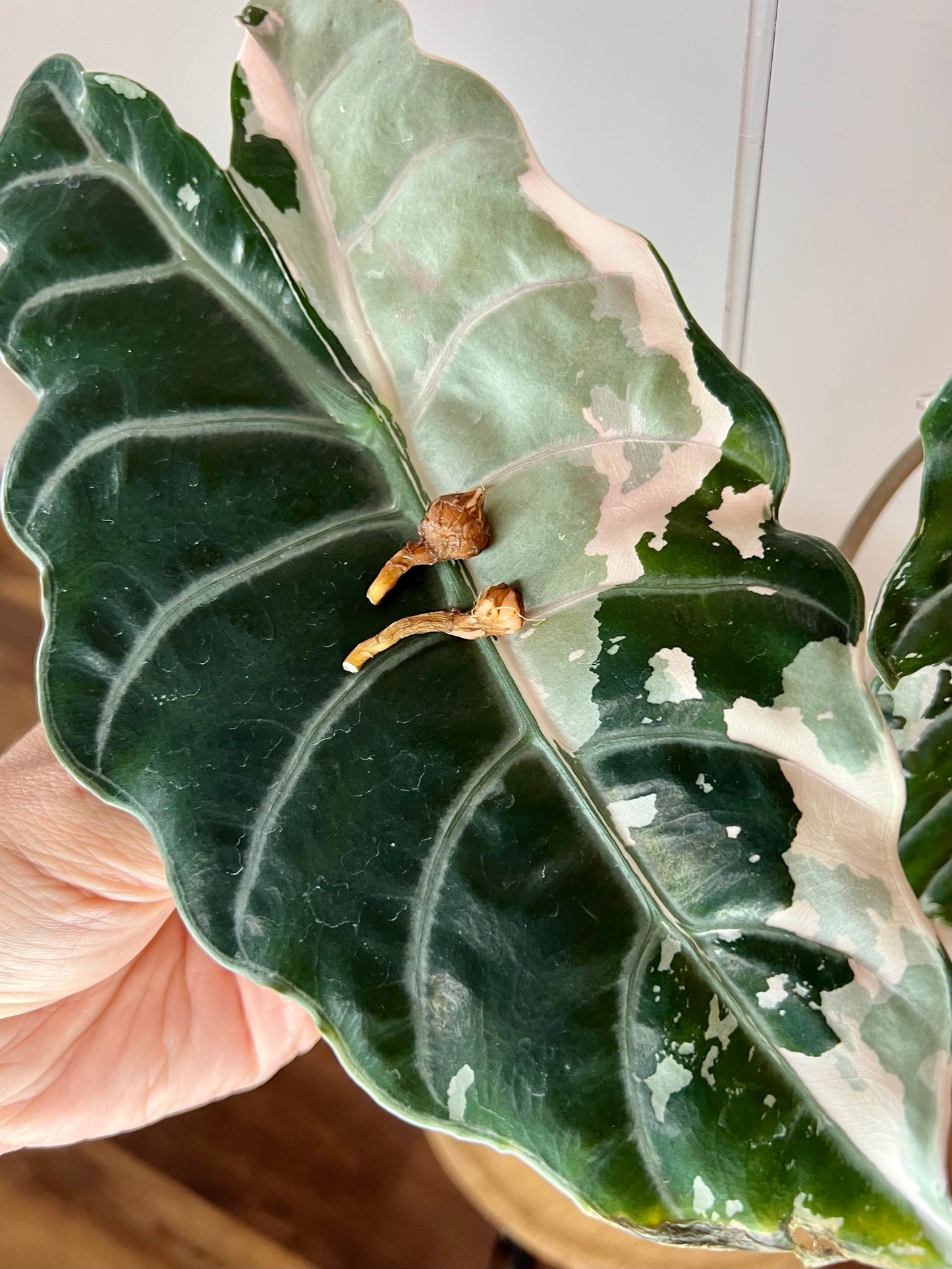 Alocasia Chantrieri Pink Corm