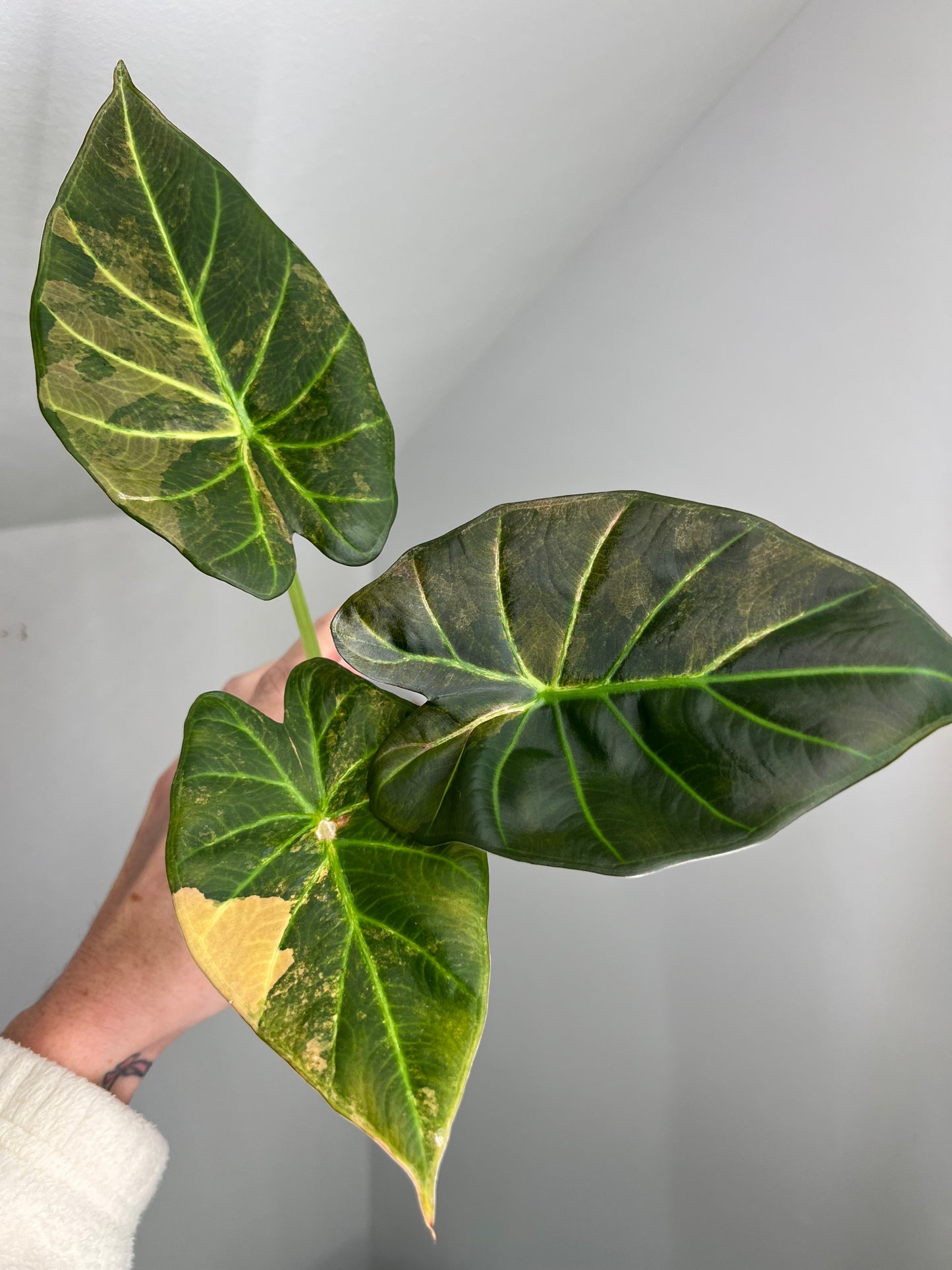 Alocasia Regal Shield Aurea Corm