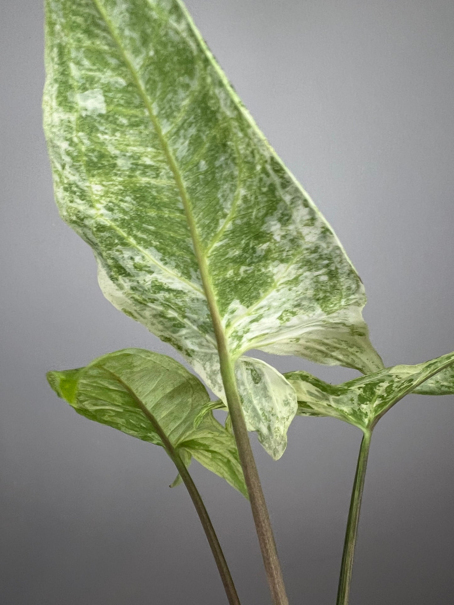 Syngonium Batik Variegated