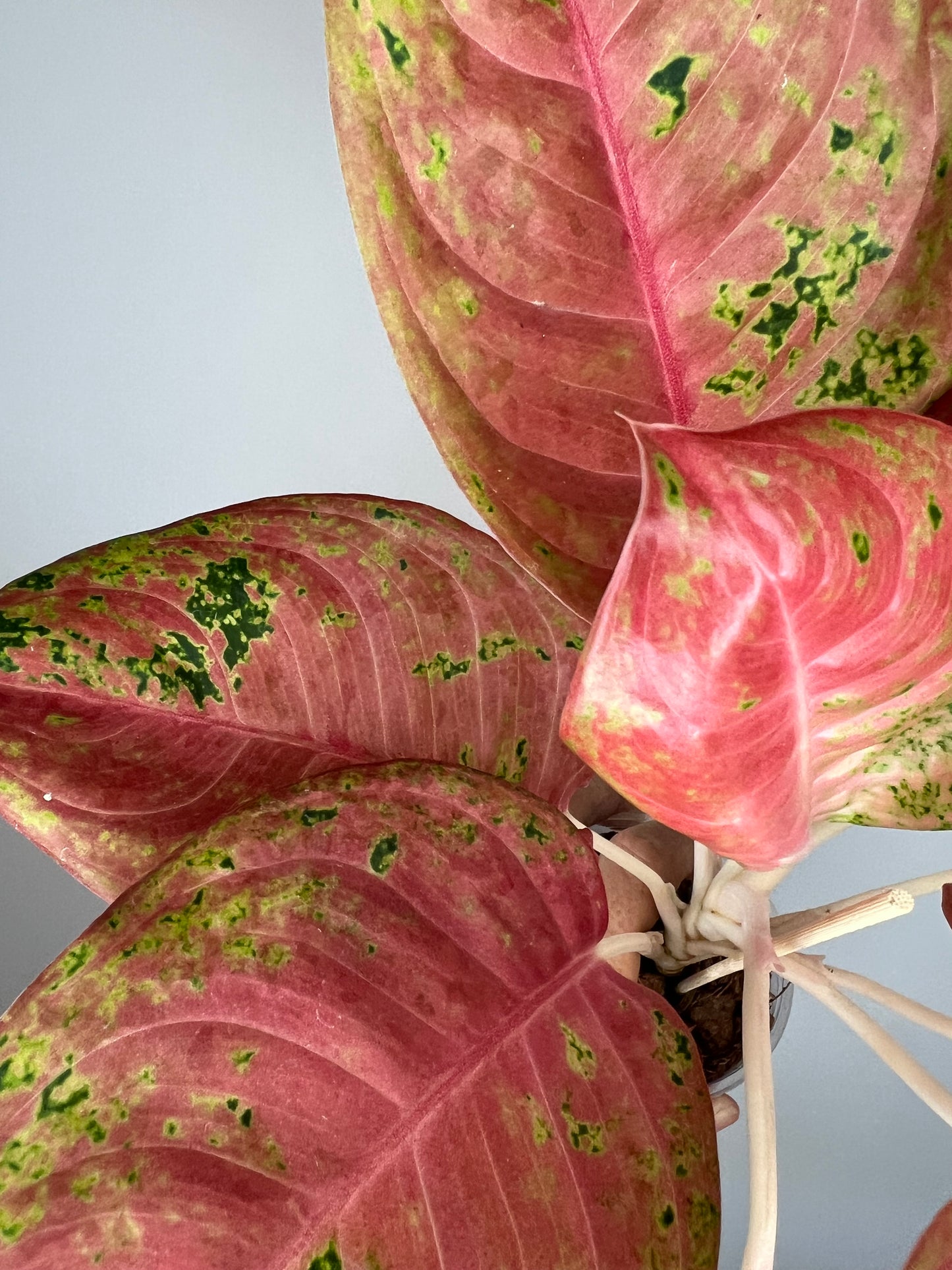 Aglaonema Aden Mutation