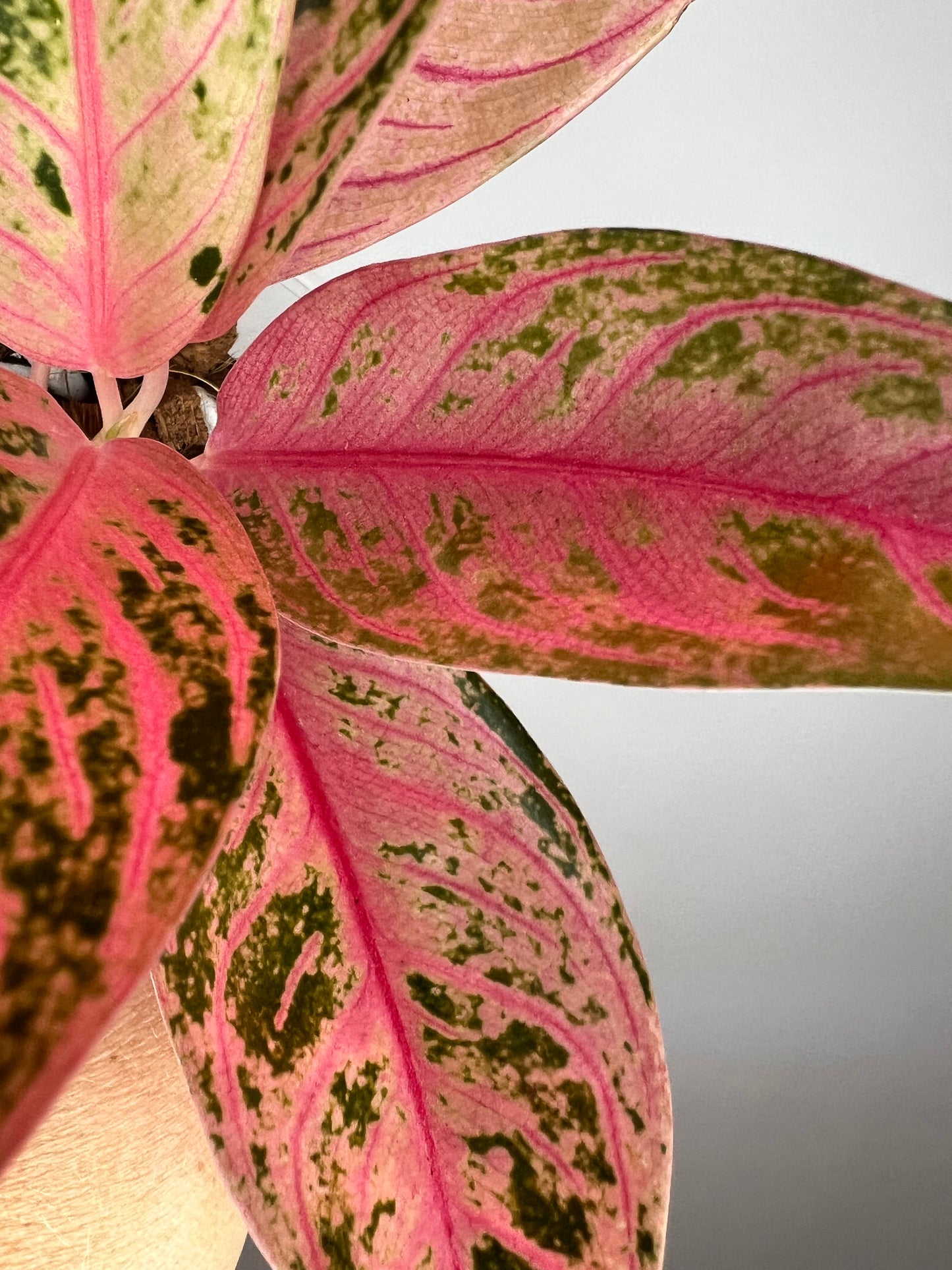 Aglaonema Pride of Sumatra Pink