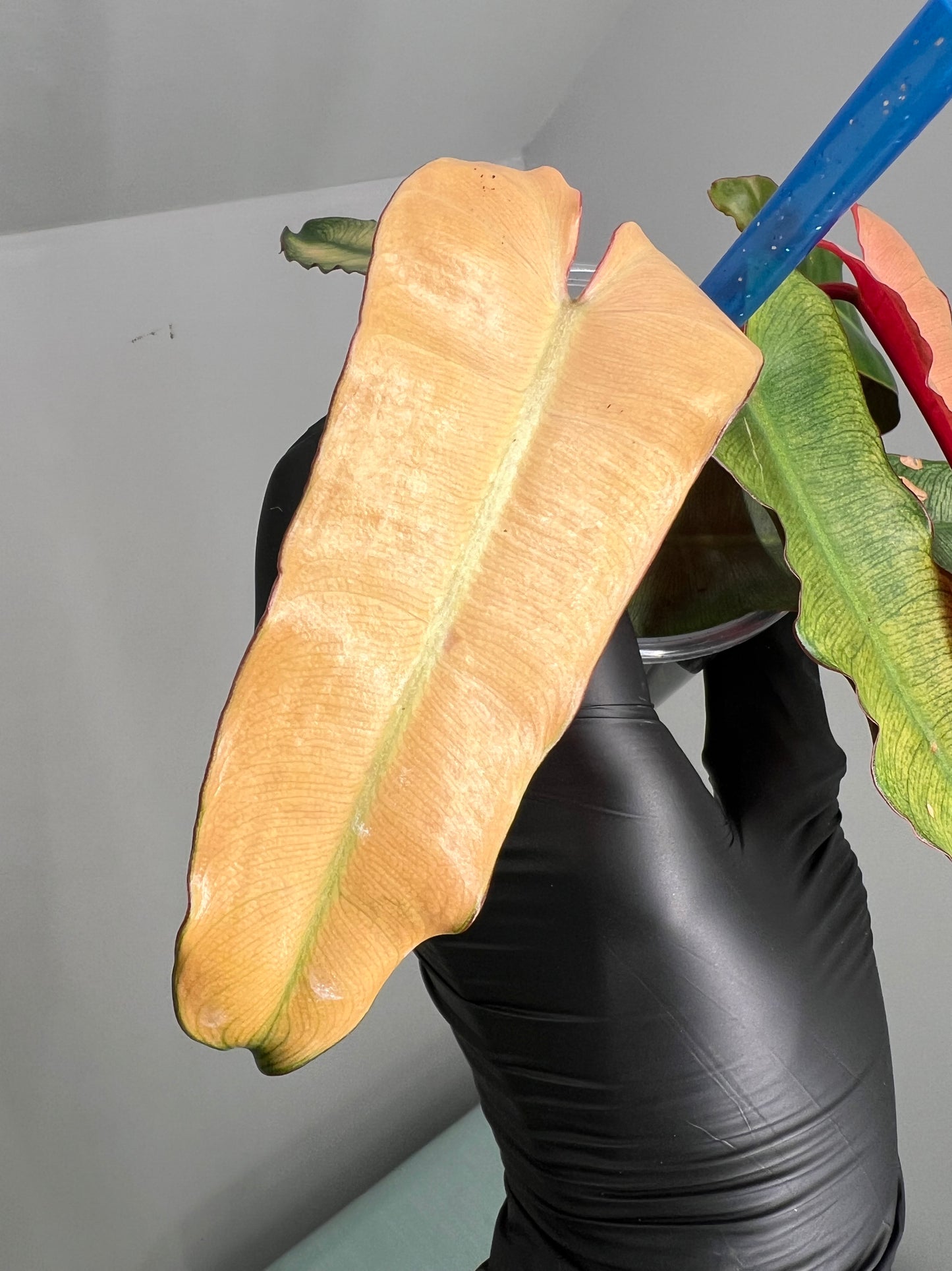 Philodendron Black Billietiea Blue Mint