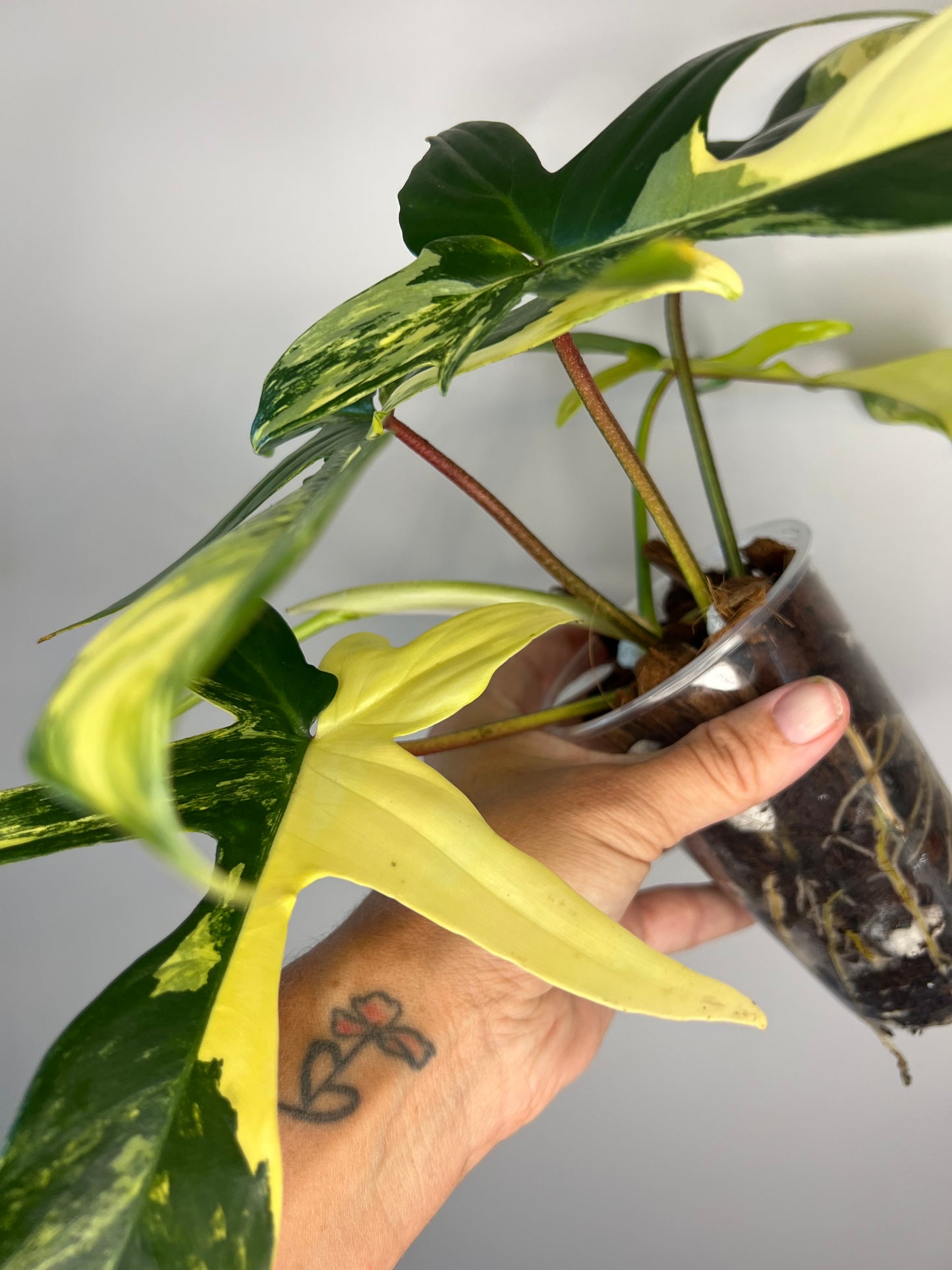 Philodendron Florida Beauty Variegated