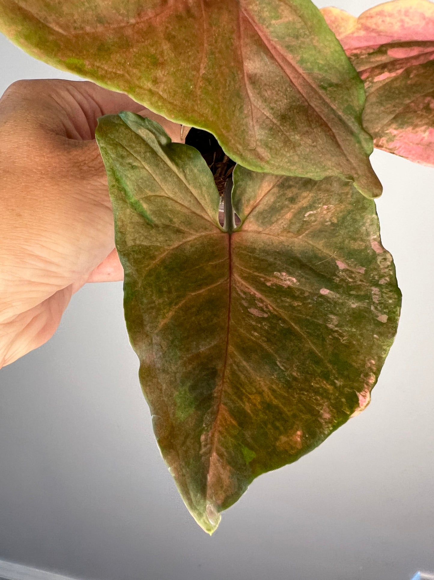 Syngonium Maria Variegated