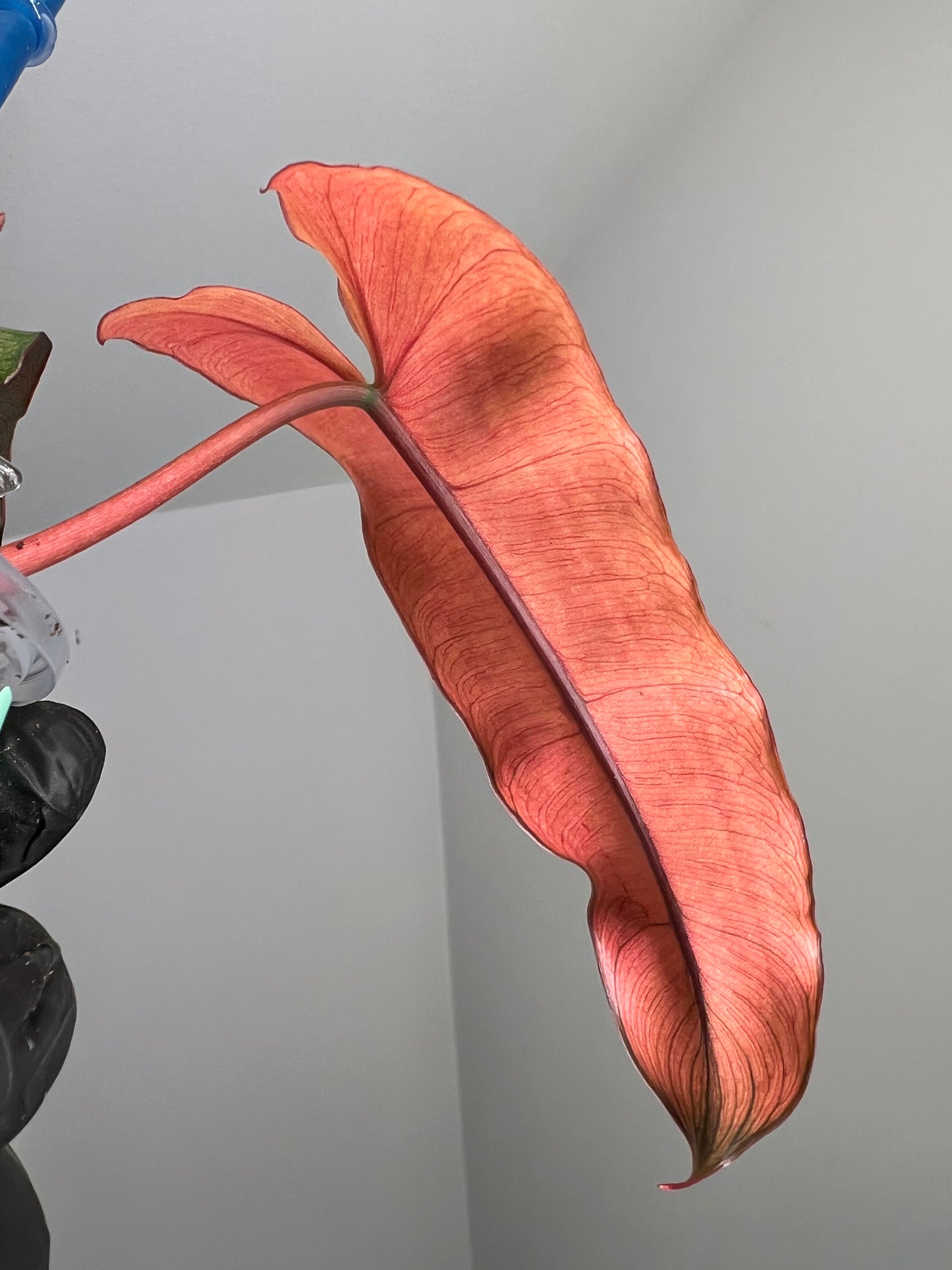 Philodendron Black Billietiea Blue Mint