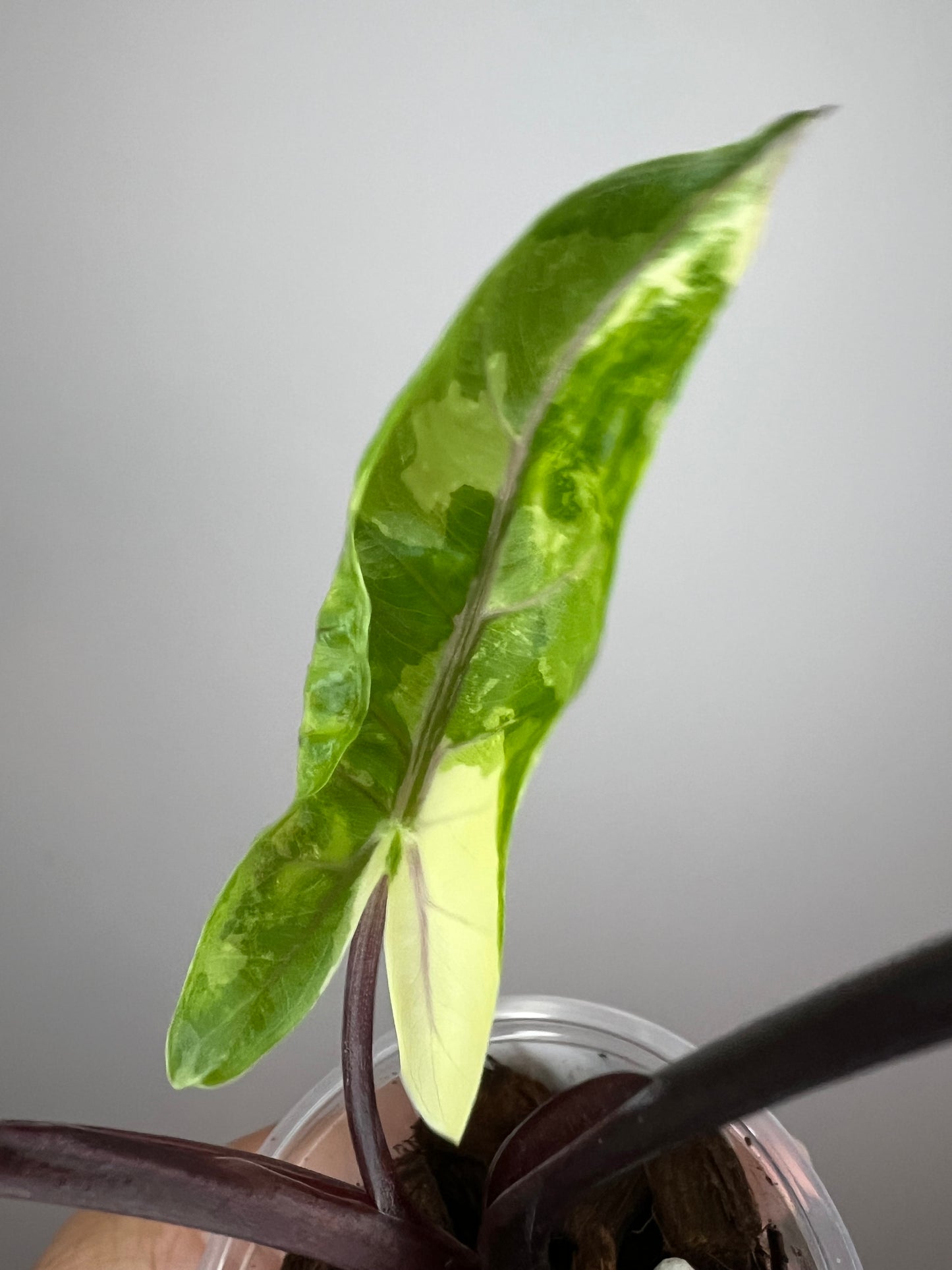 Alocasia Black Stem Albo