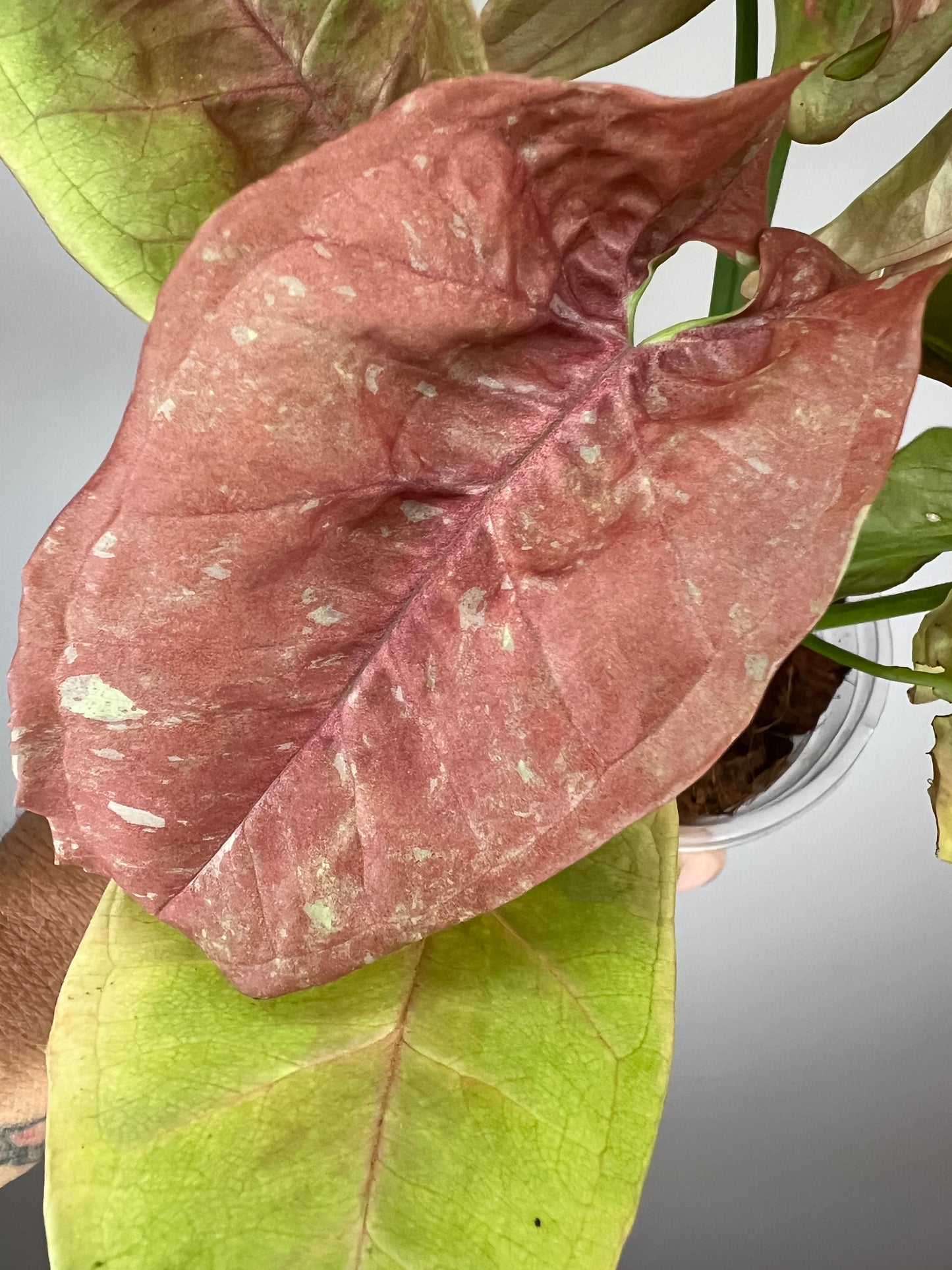 Syngonium Pink Cloud Marble