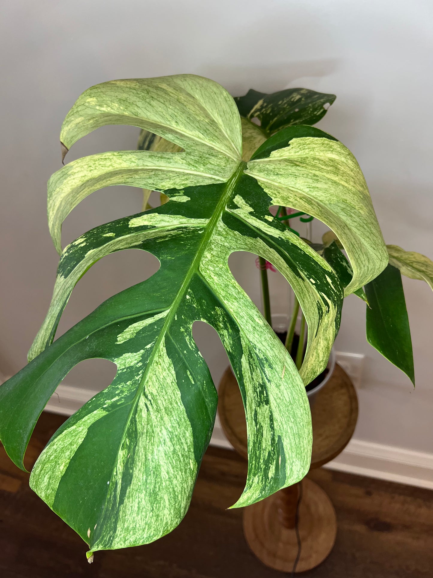 Monstera Mint NoID