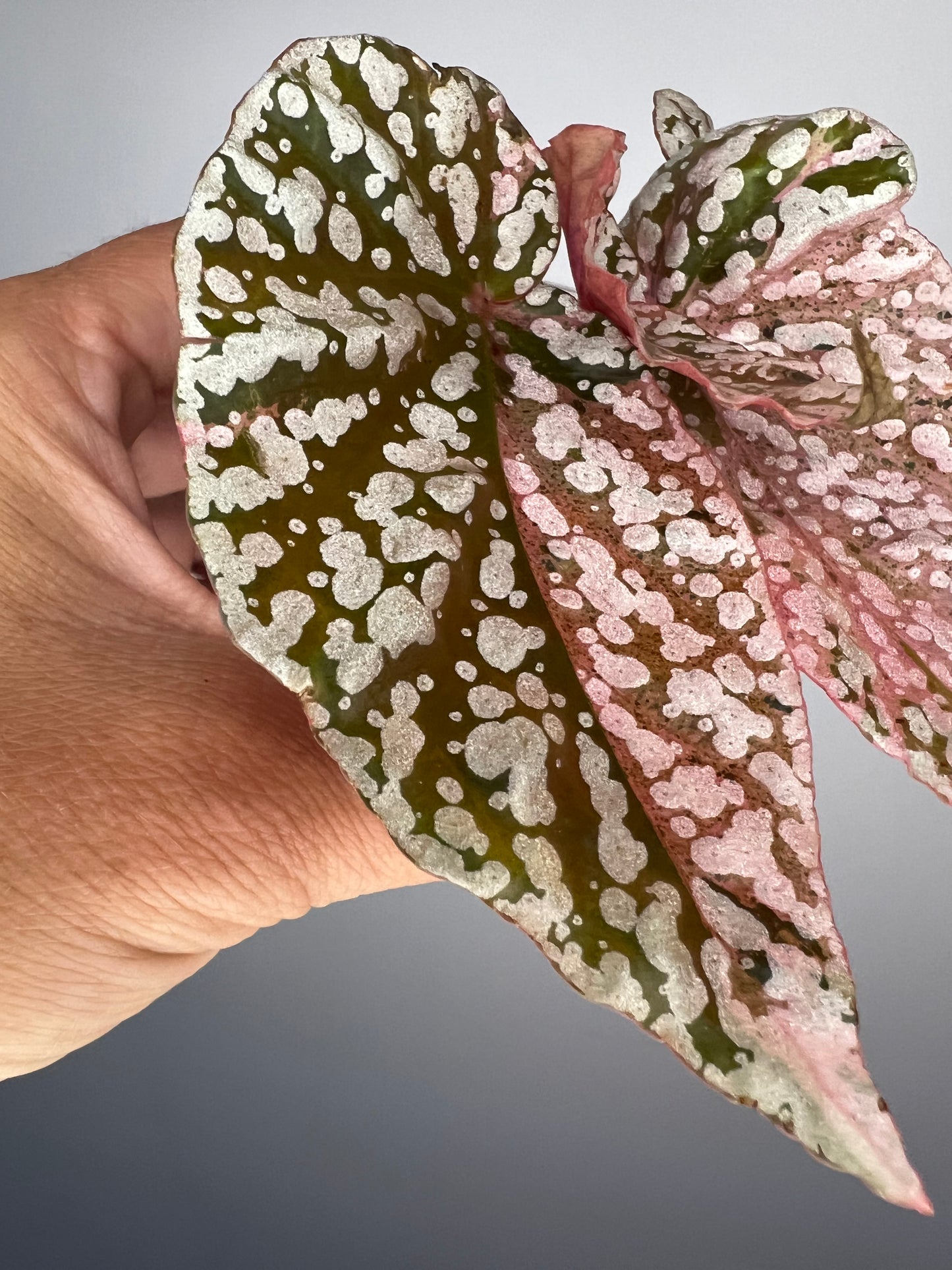 Begonia Snow Capped Pink Variegated