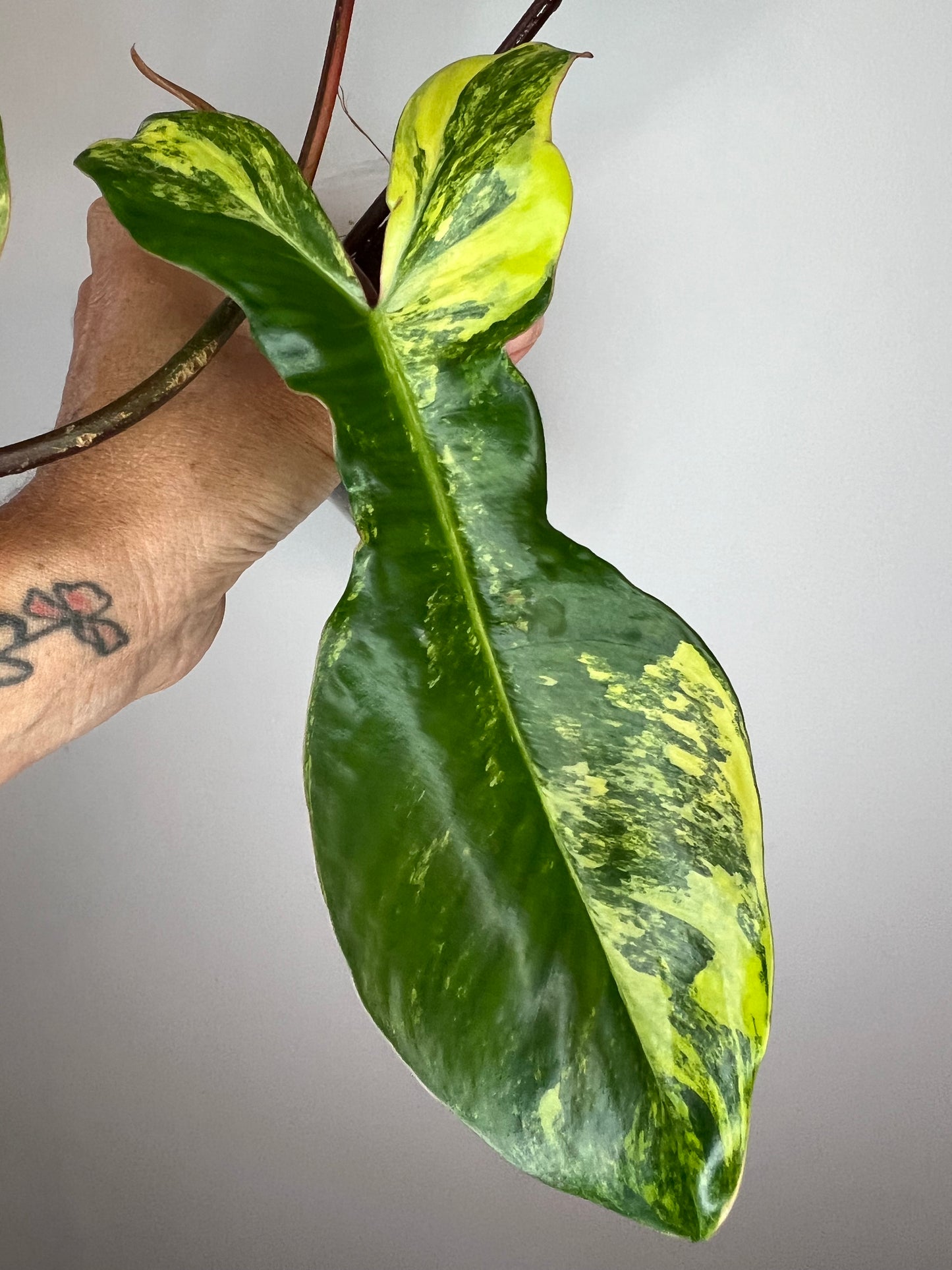 Philodendron Aquarius