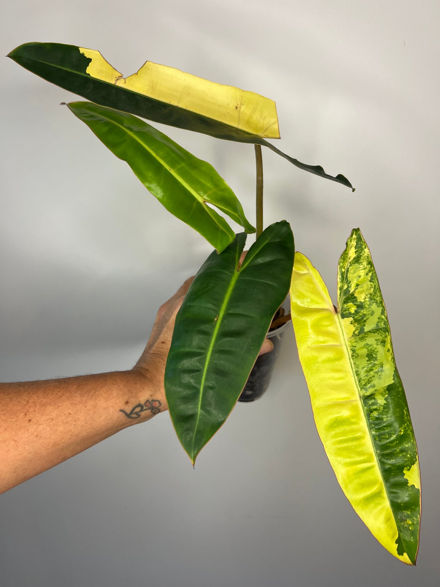 Philodendron Billietiae Variegated