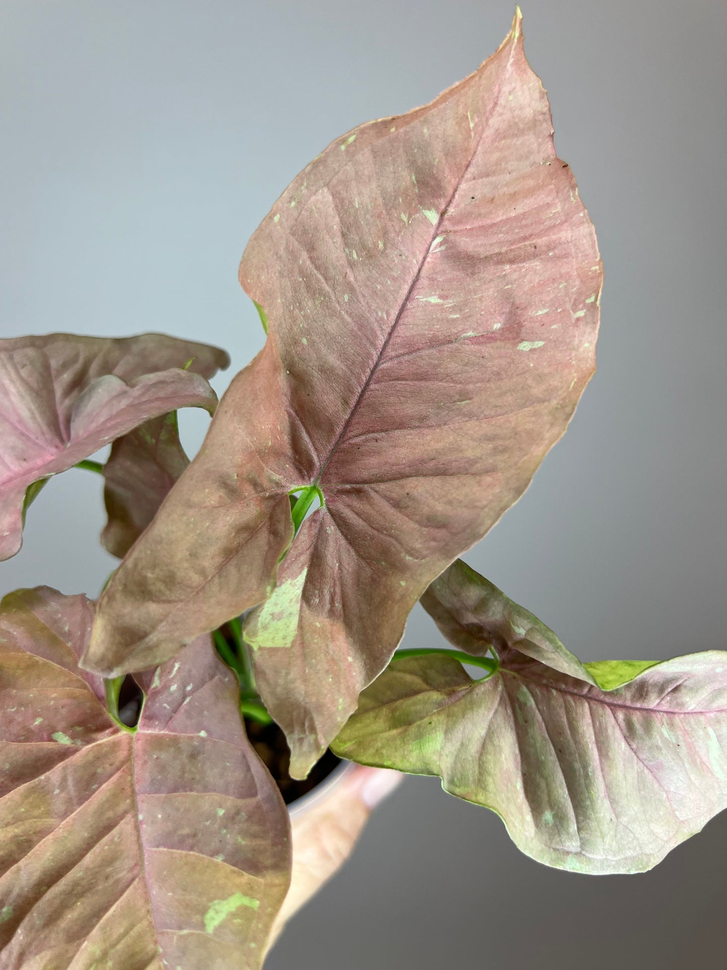 Syngonium Pink Caviar