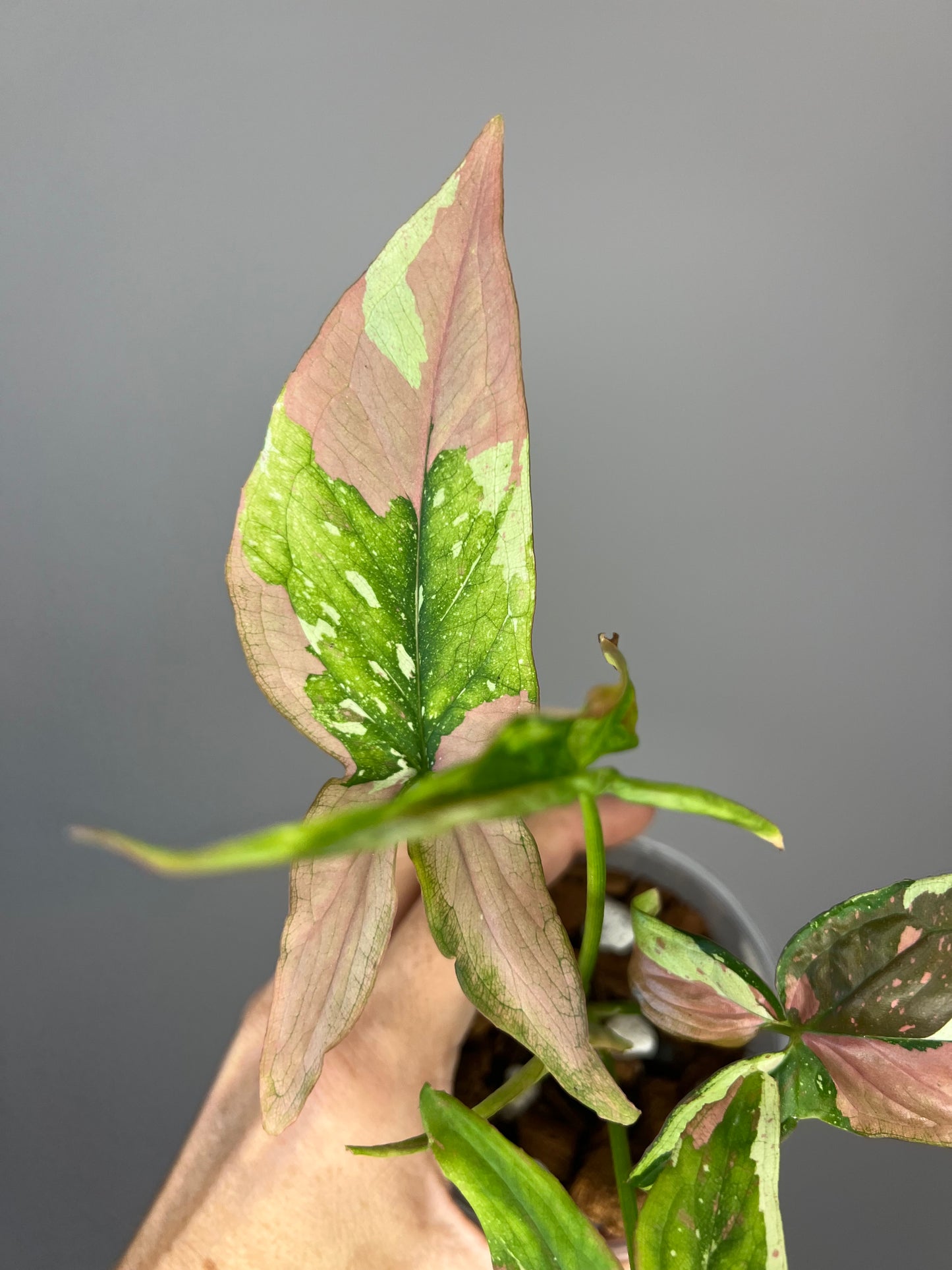 Syngonium Red Spot Tricolor "Pink on Pink" 💕