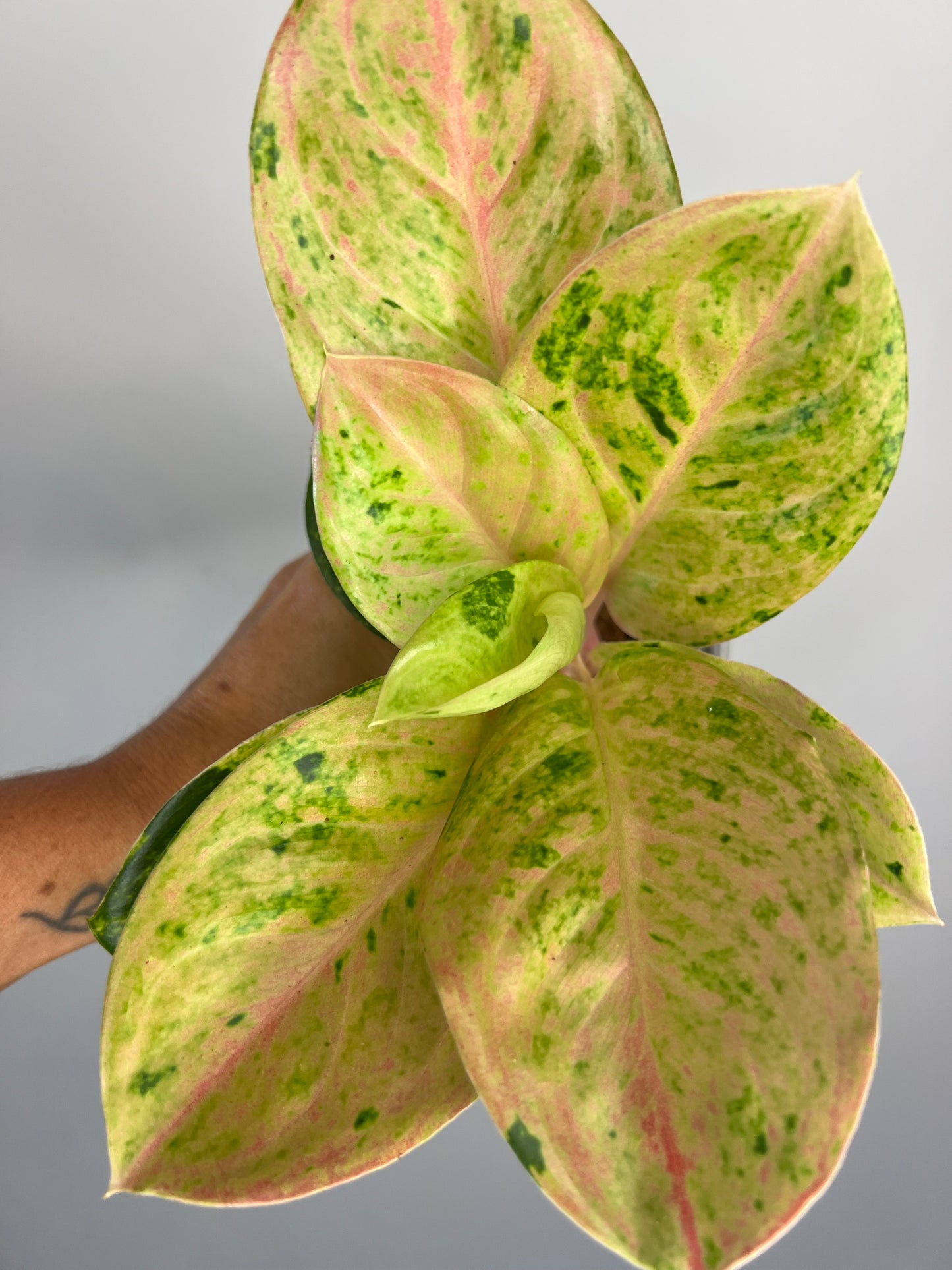 Aglaonema Pink Emerald