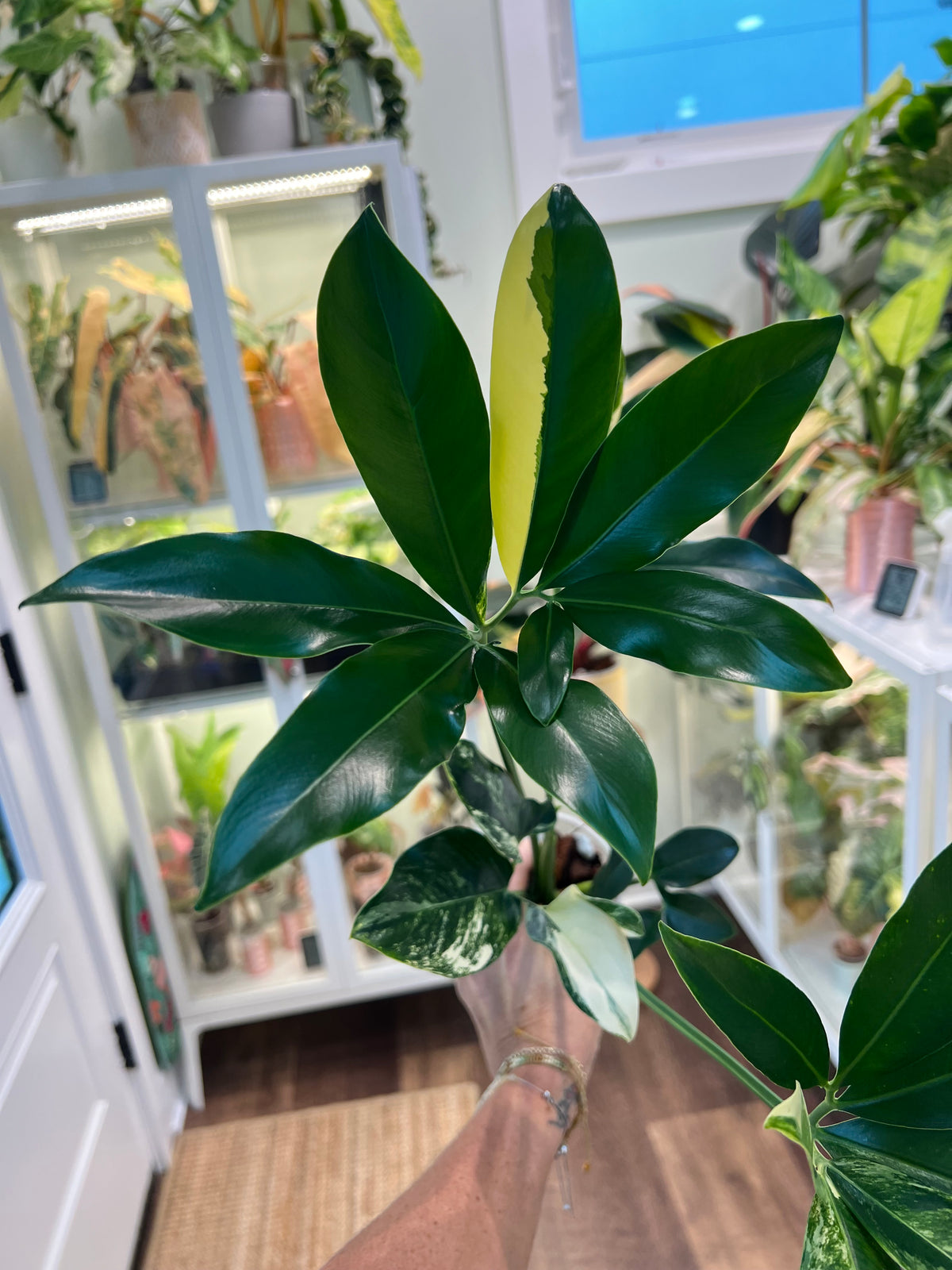 Thaumatophyllum Spruceanum Variegated (Philodendron Goeldii)