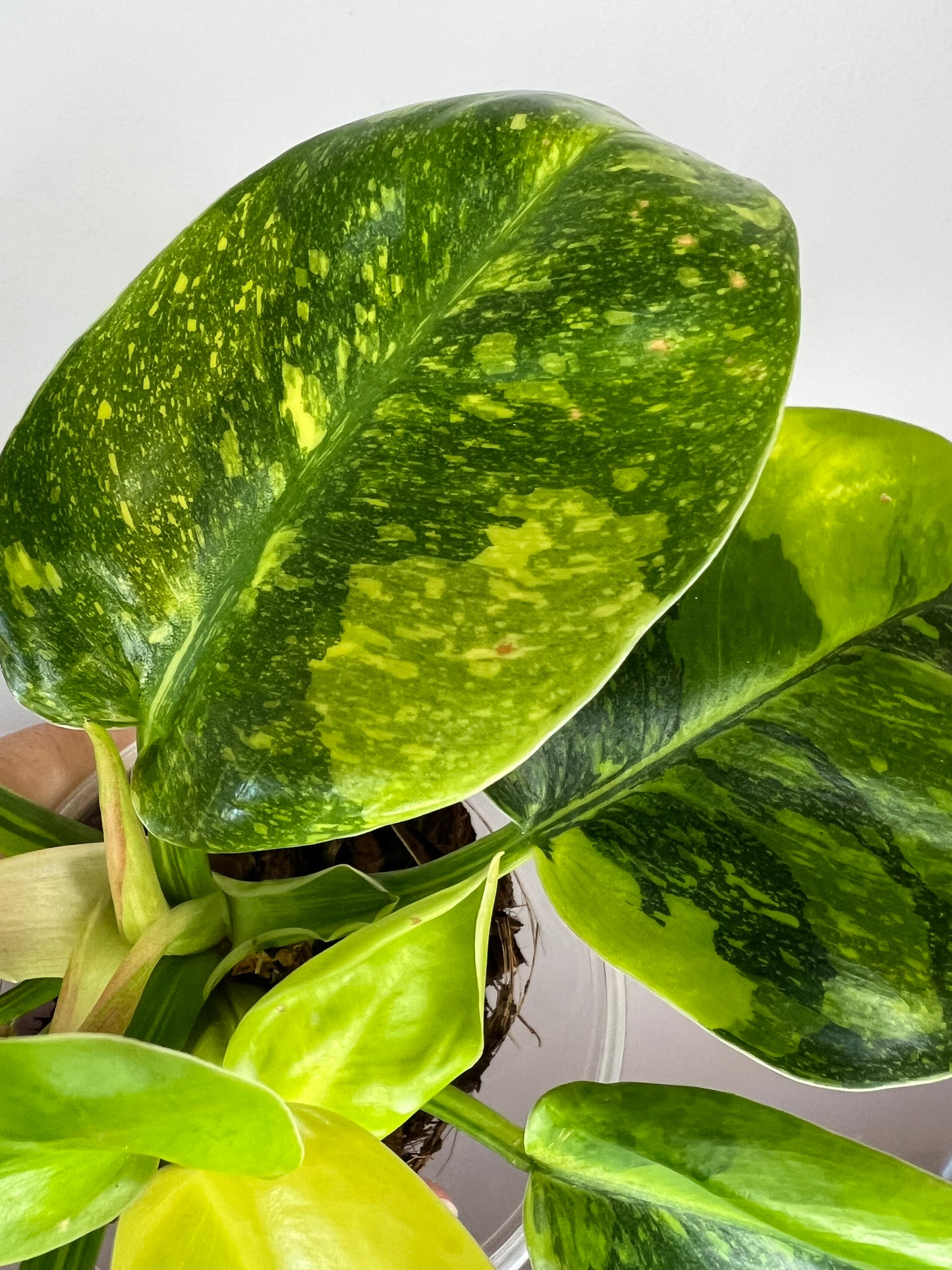 Philodendron Green Congo Nuclear