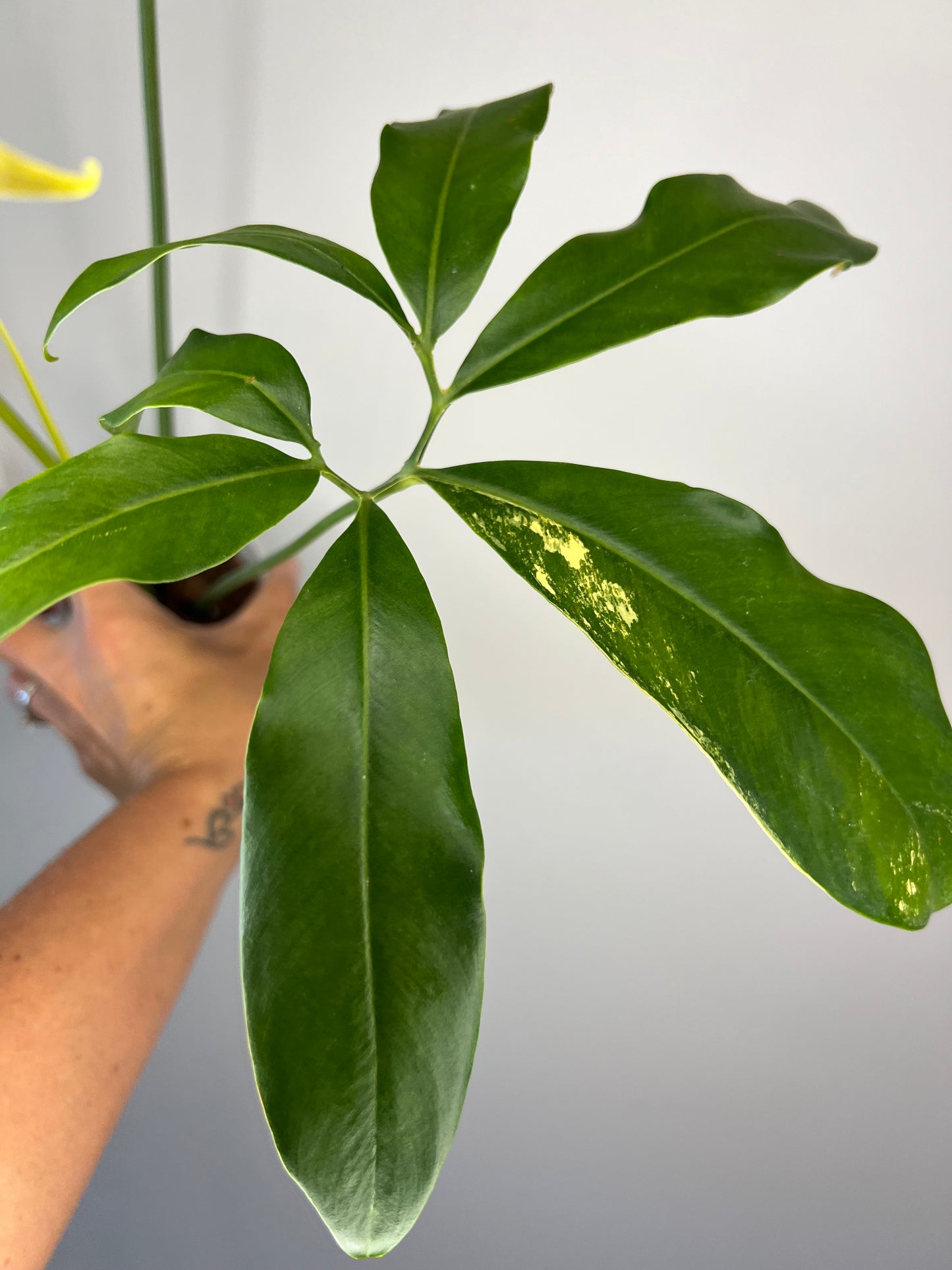 Thaumatophyllum Spruceanum Variegated (Philodendron Goeldii)