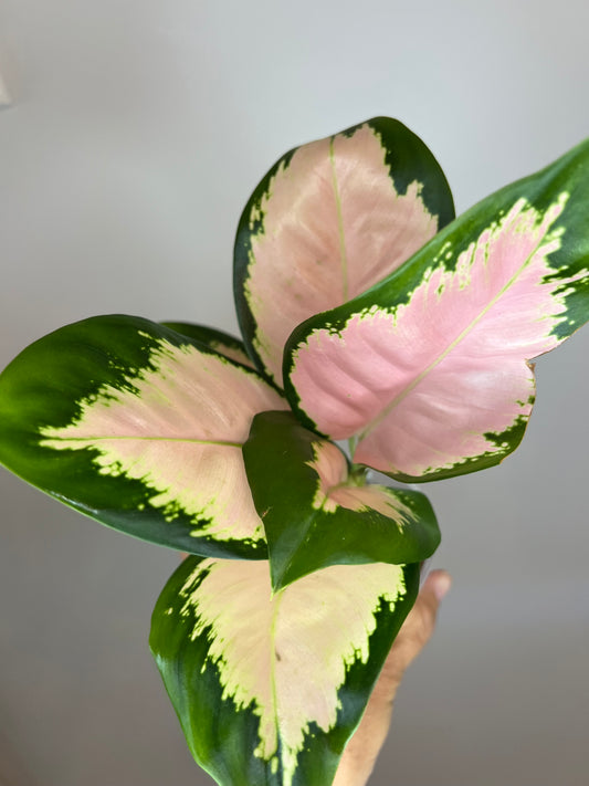 Aglaonema Neon