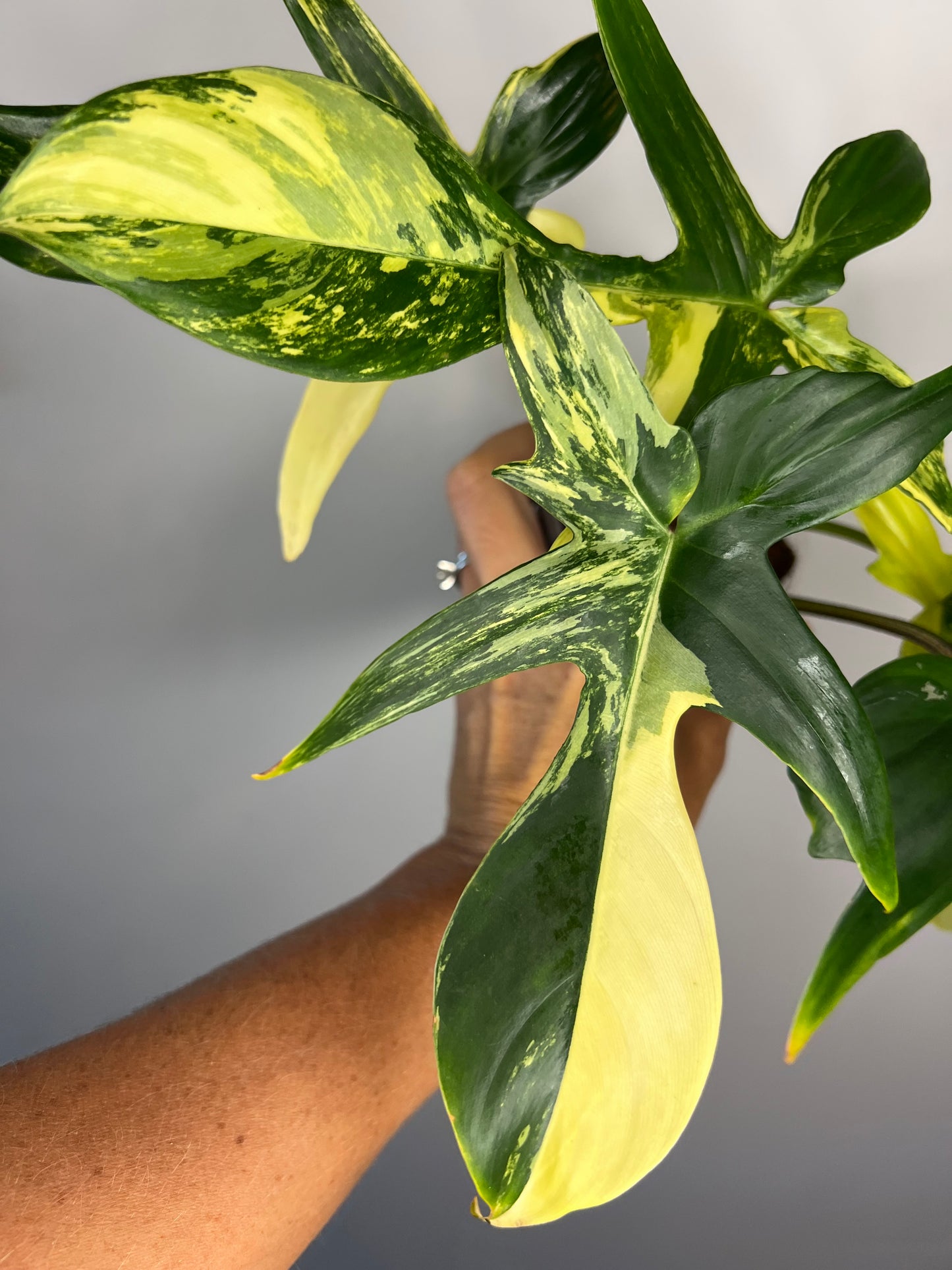 Philodendron Florida Beauty Variegated