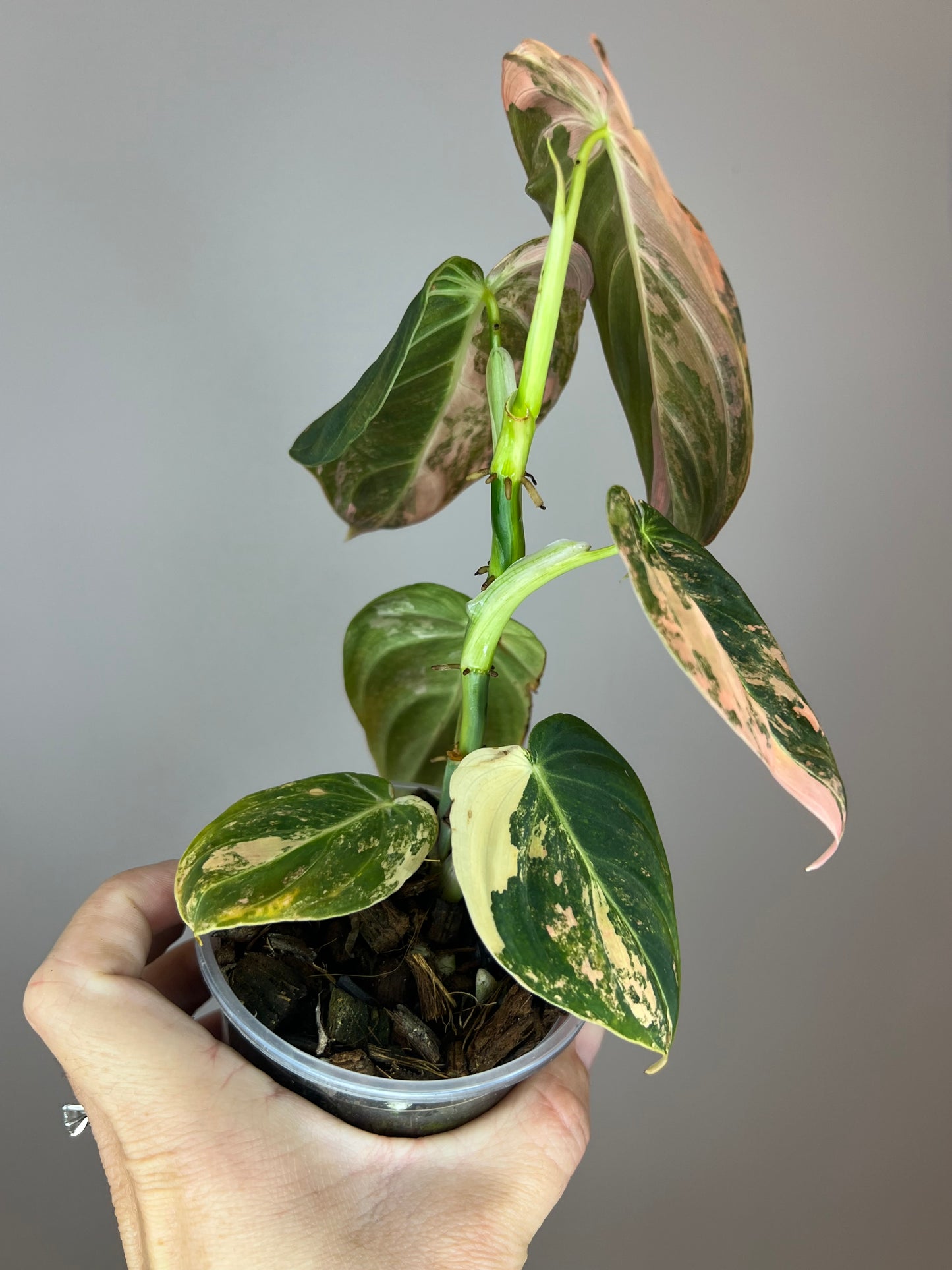 Philodendron Melanocrysum Orange "Bonfire"
