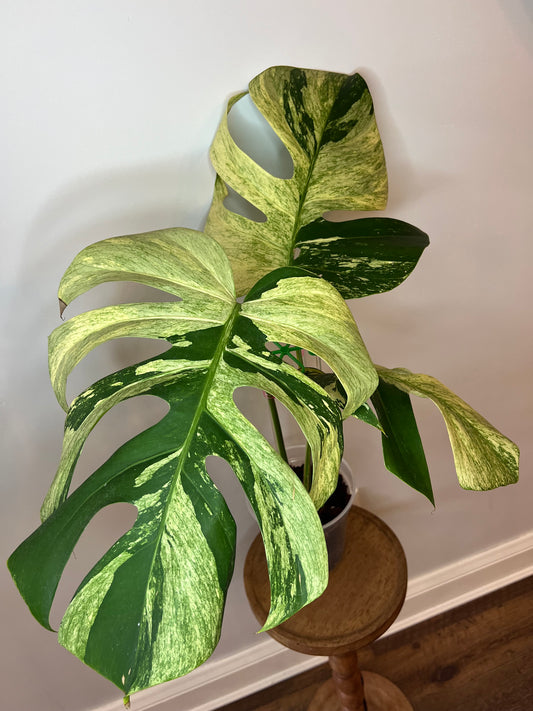 Monstera Mint NoID
