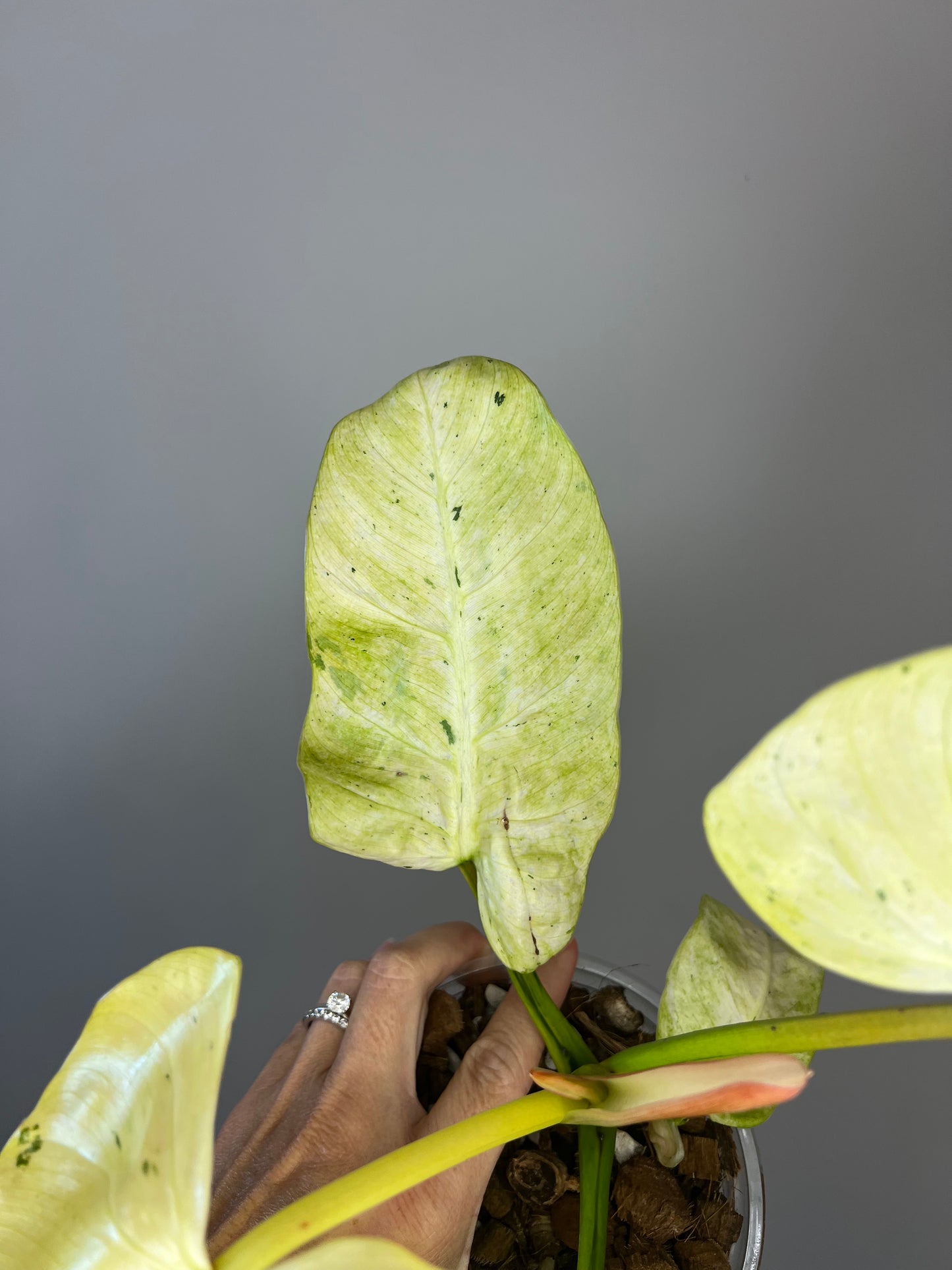 Philodendron Whipple Way