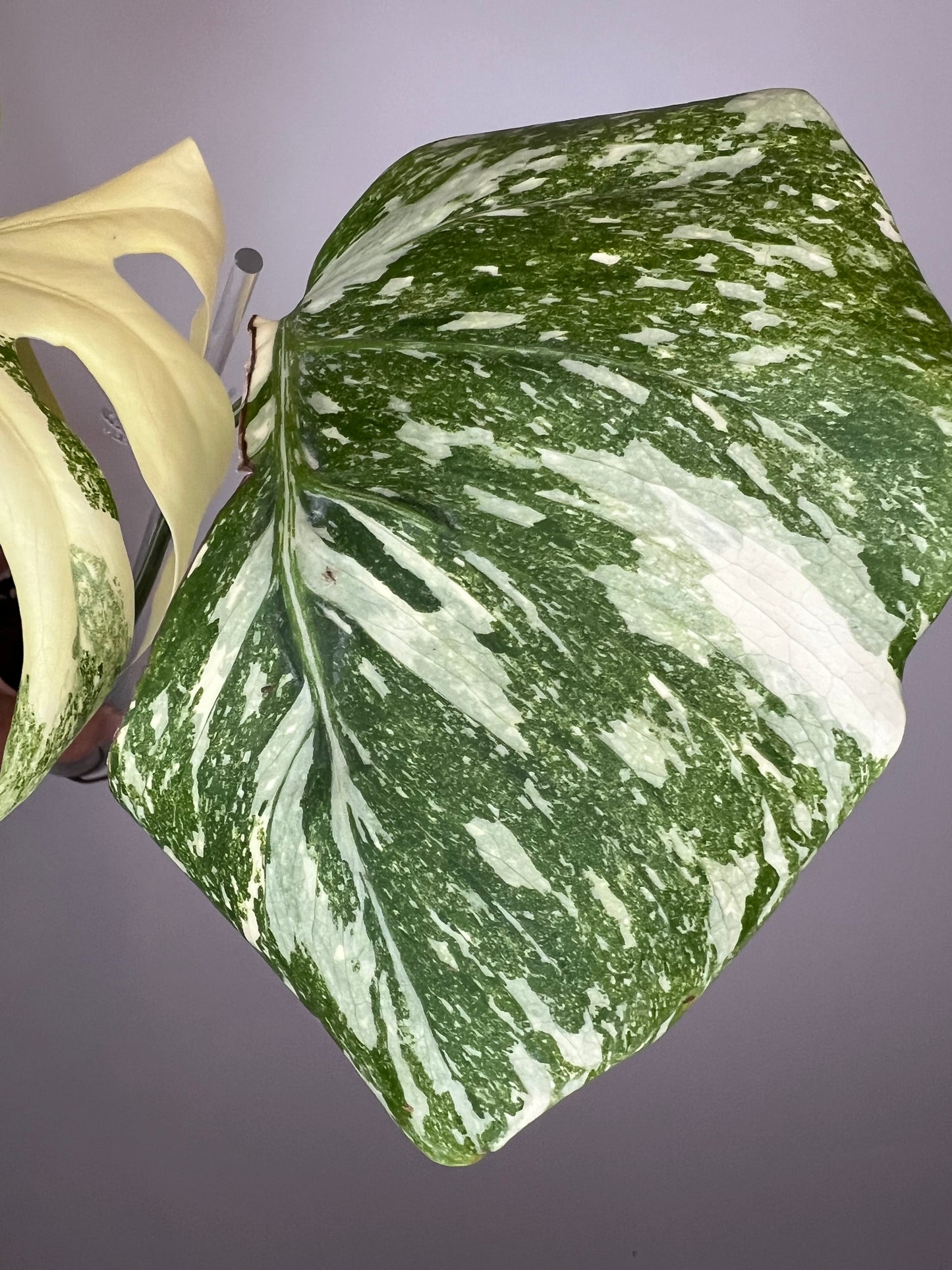 Monstera Legacy