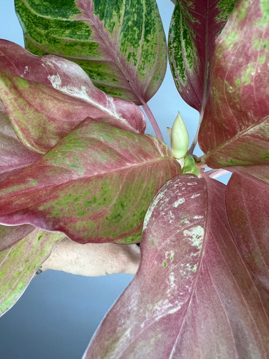 Aglaonema Bethany Variegated