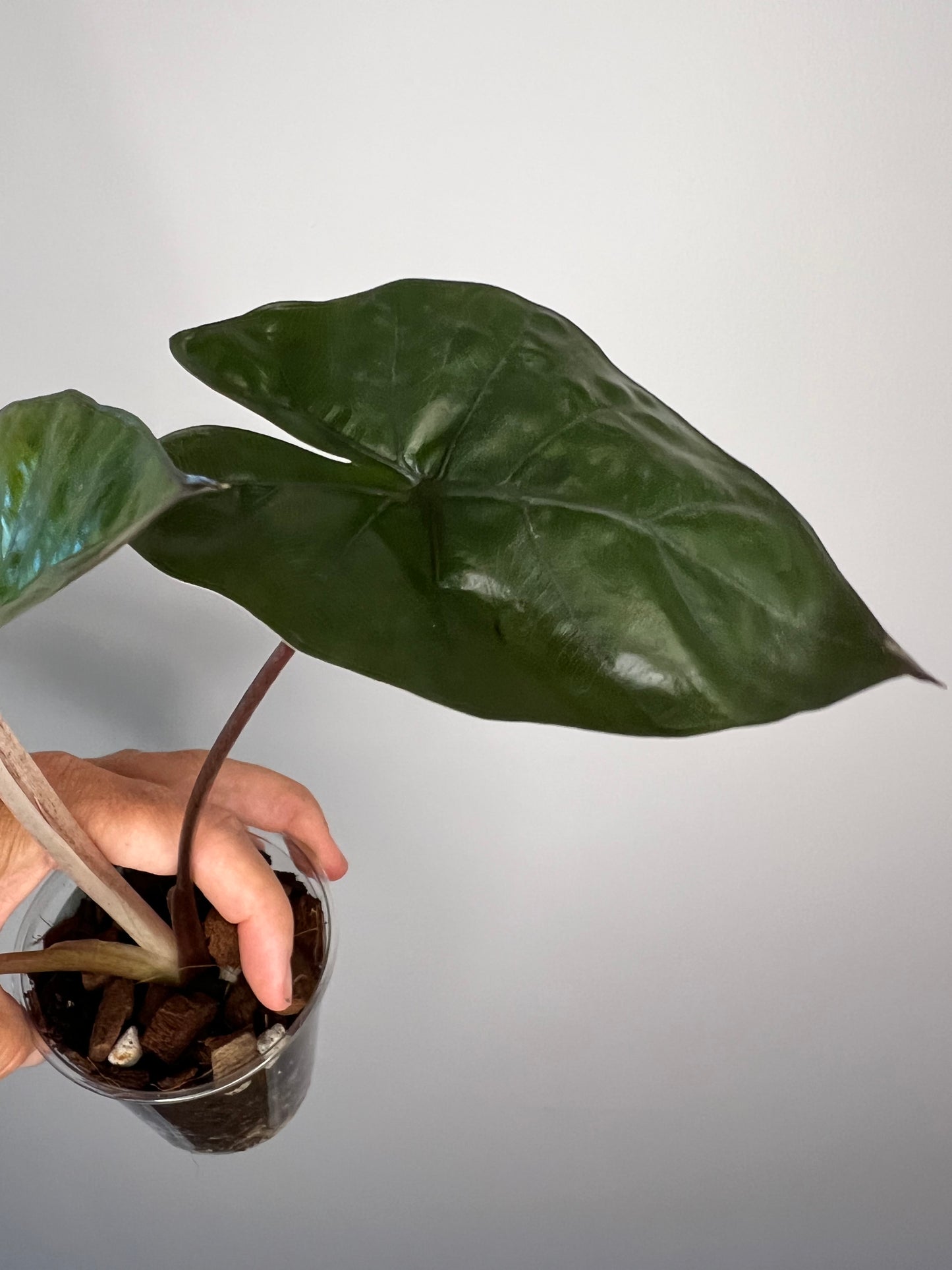 Alocasia Yucatan Princess Variegated