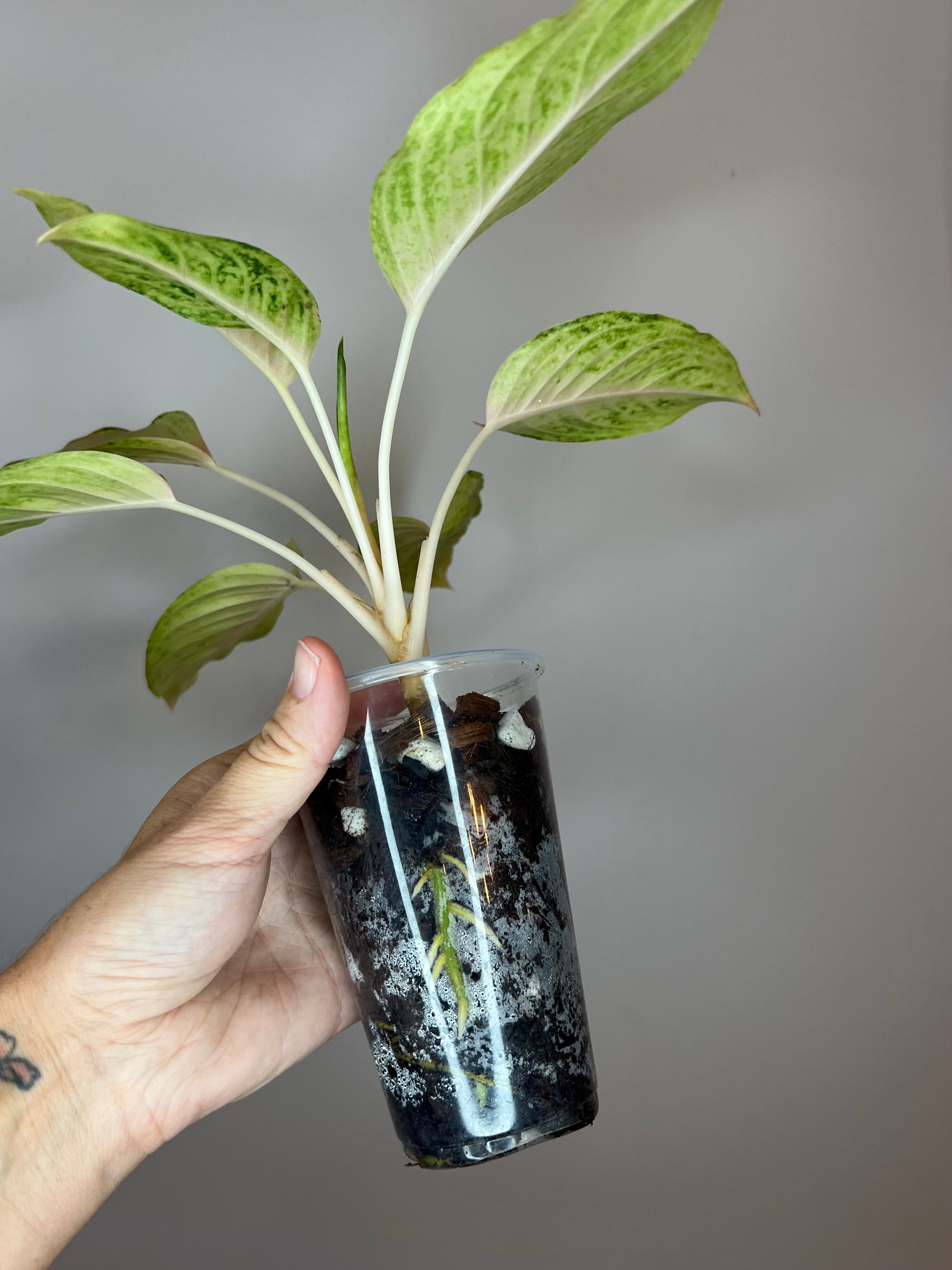 aglaonema unicorn Aglaonema Unicorn